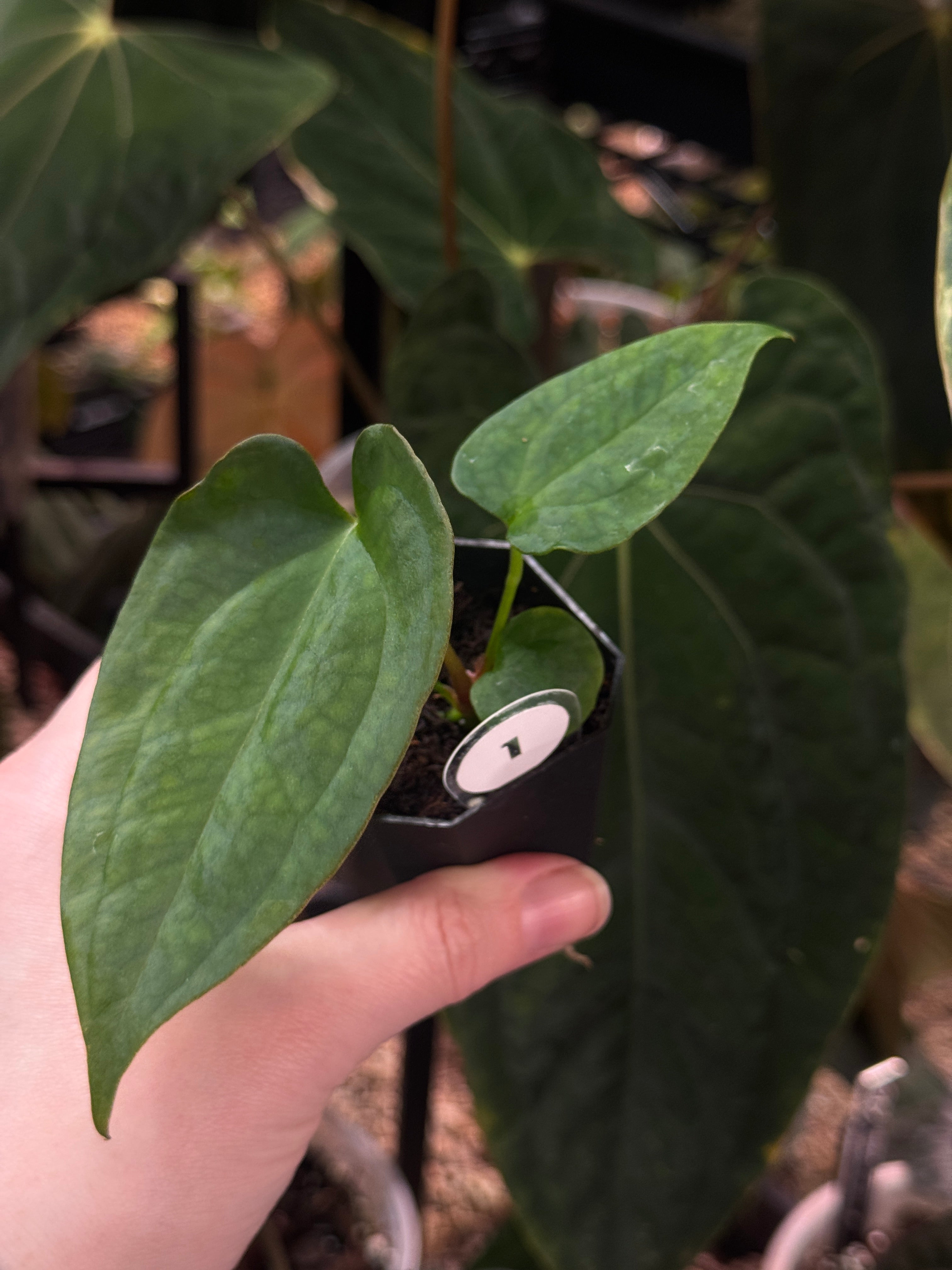 10A50BE0-988F-4BF7-824B-