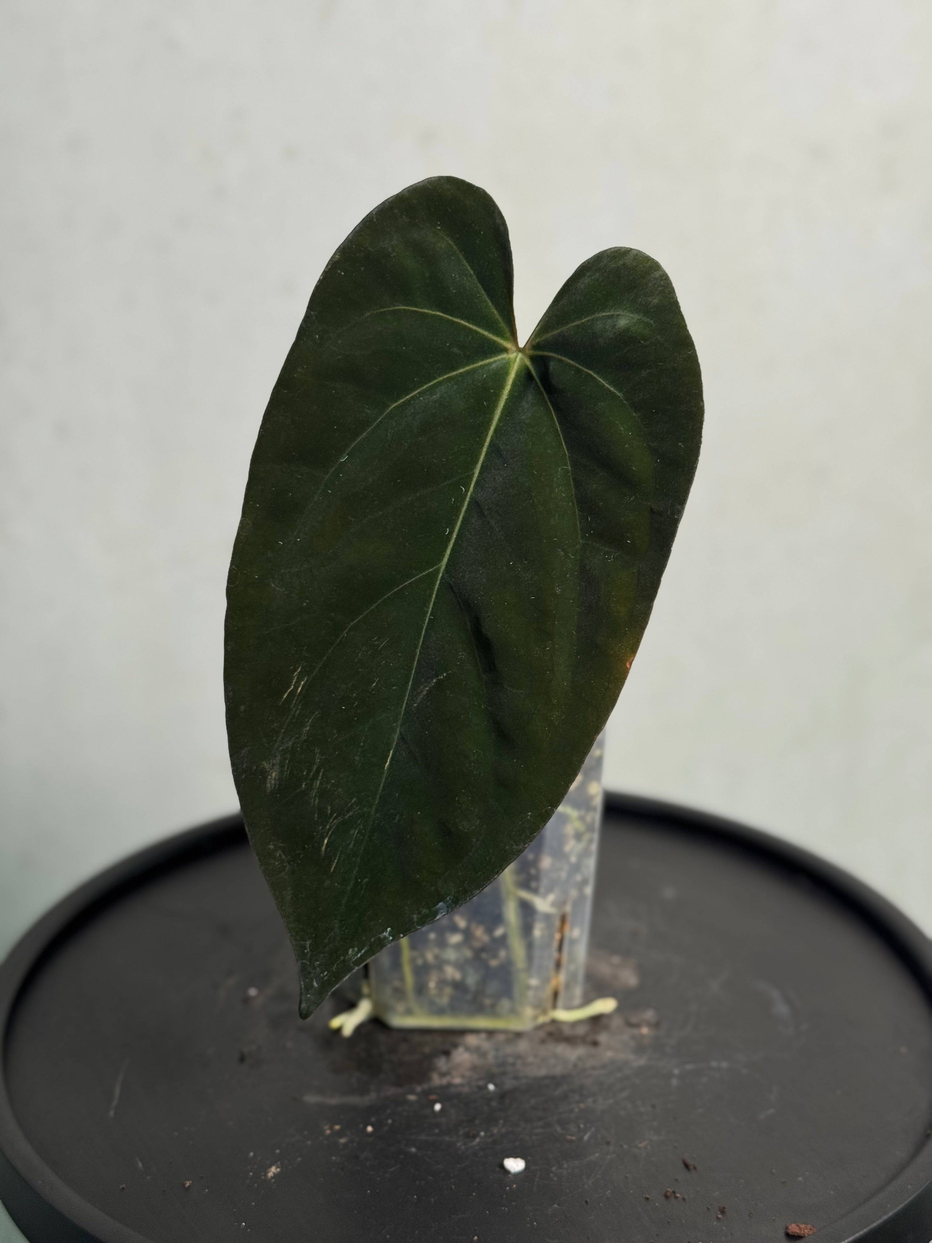 セール★Anthurium Ace of Spades 実生株 セール☆Anthurium Ace of Spades 実生株