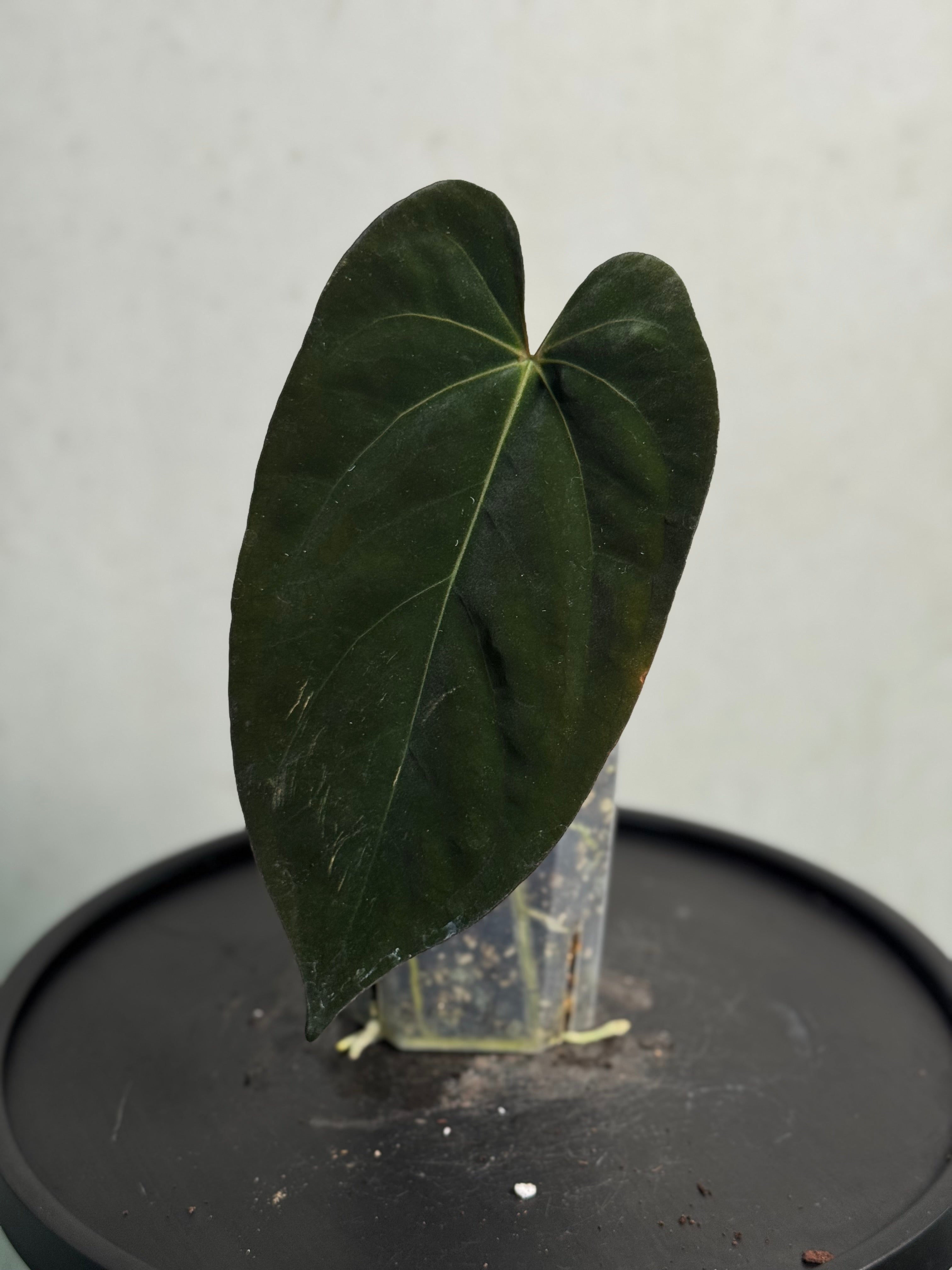Anthurium Ace of Spades Dark Form x Papillilaminum 'Incurved lobes'