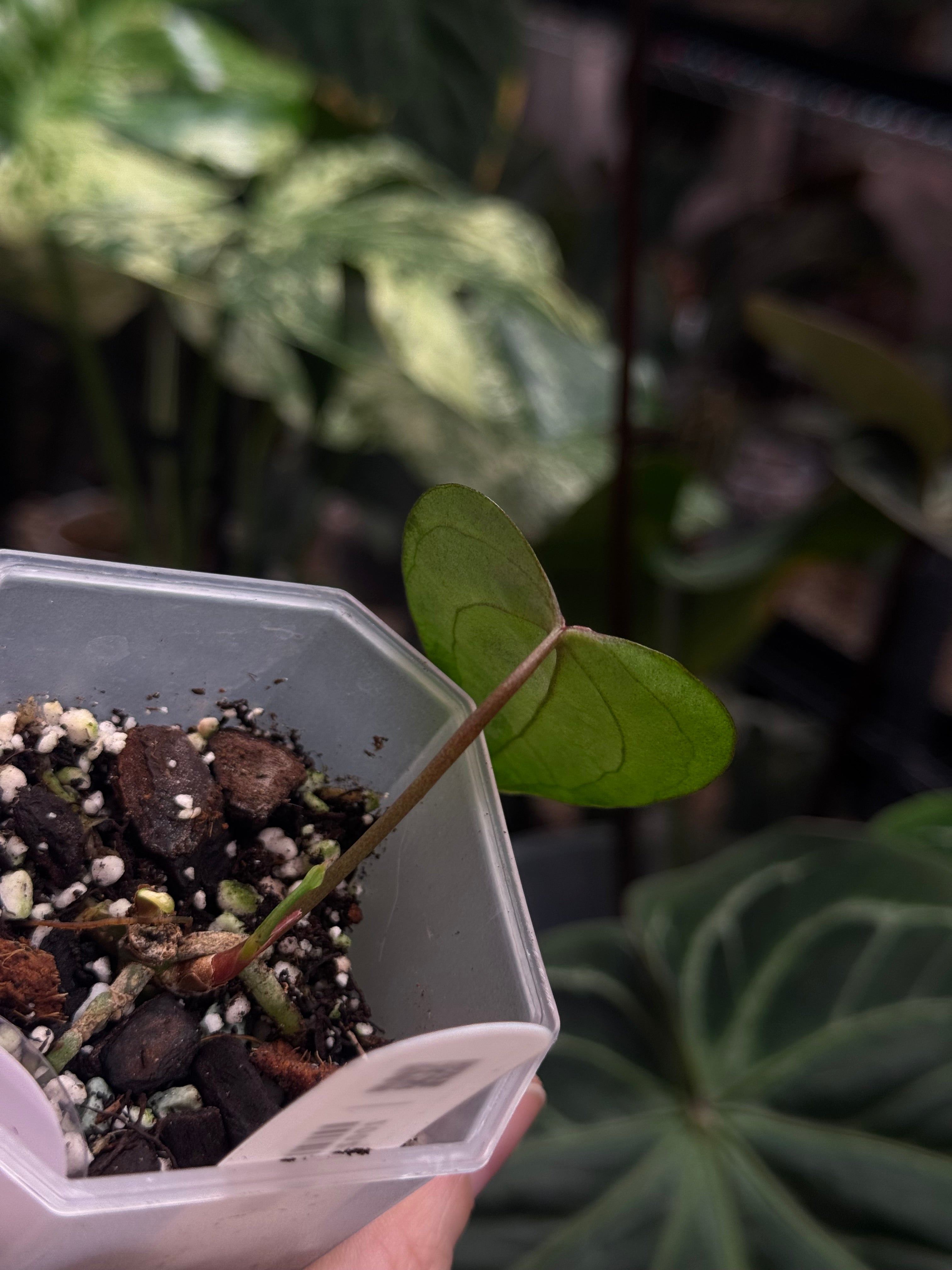 Anthurium Ace Of Spades Dark Form (SKG) F1
