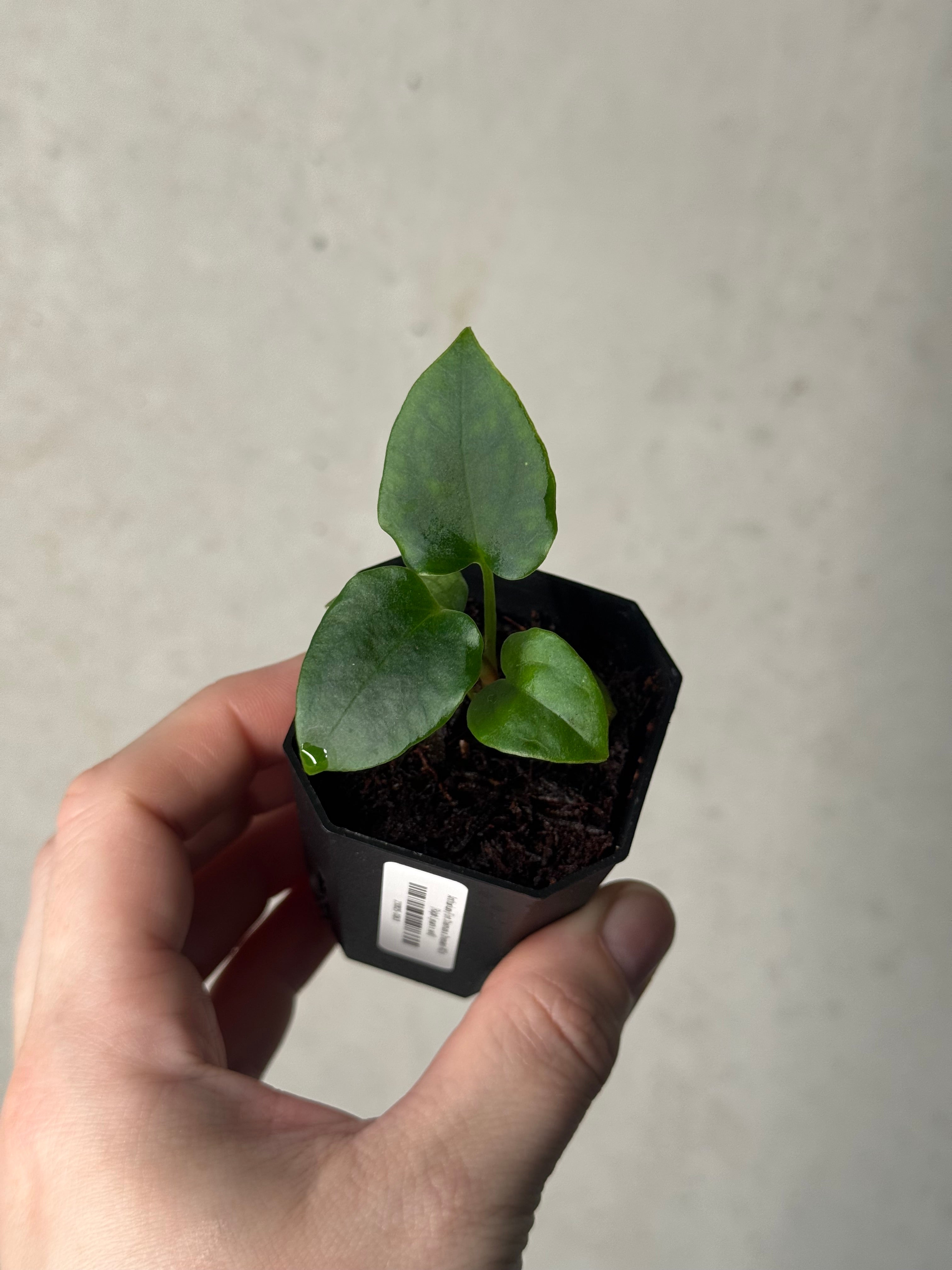 Anthurium (Fort Sherman x Dressleri RG) x (Ralph Lynam x self)