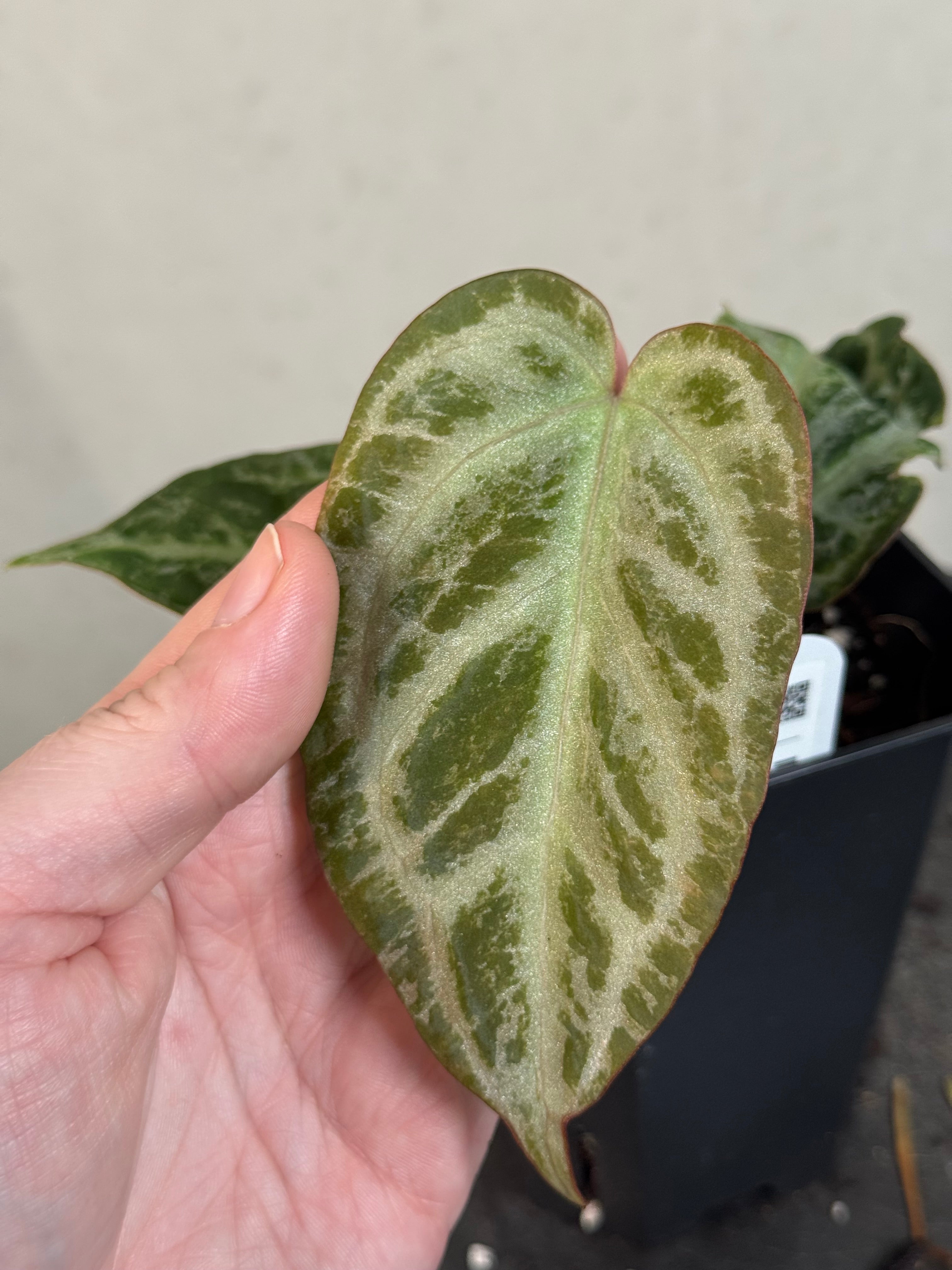 Anthurium ‘Silver Blush’ Mint / Blister Variegata