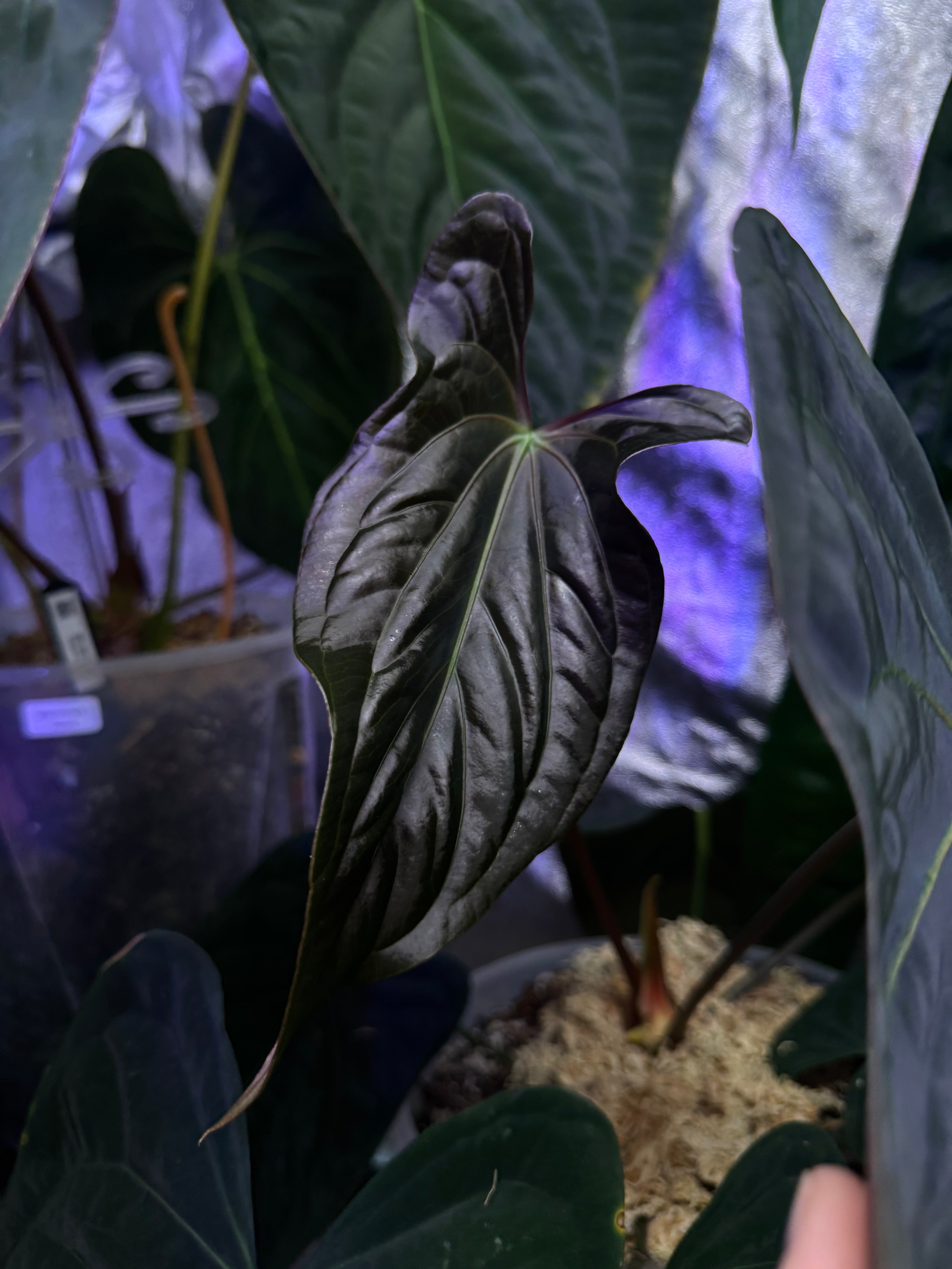 NFS: Anthurium Fort Sherman x Red Vein Dark Phoenix