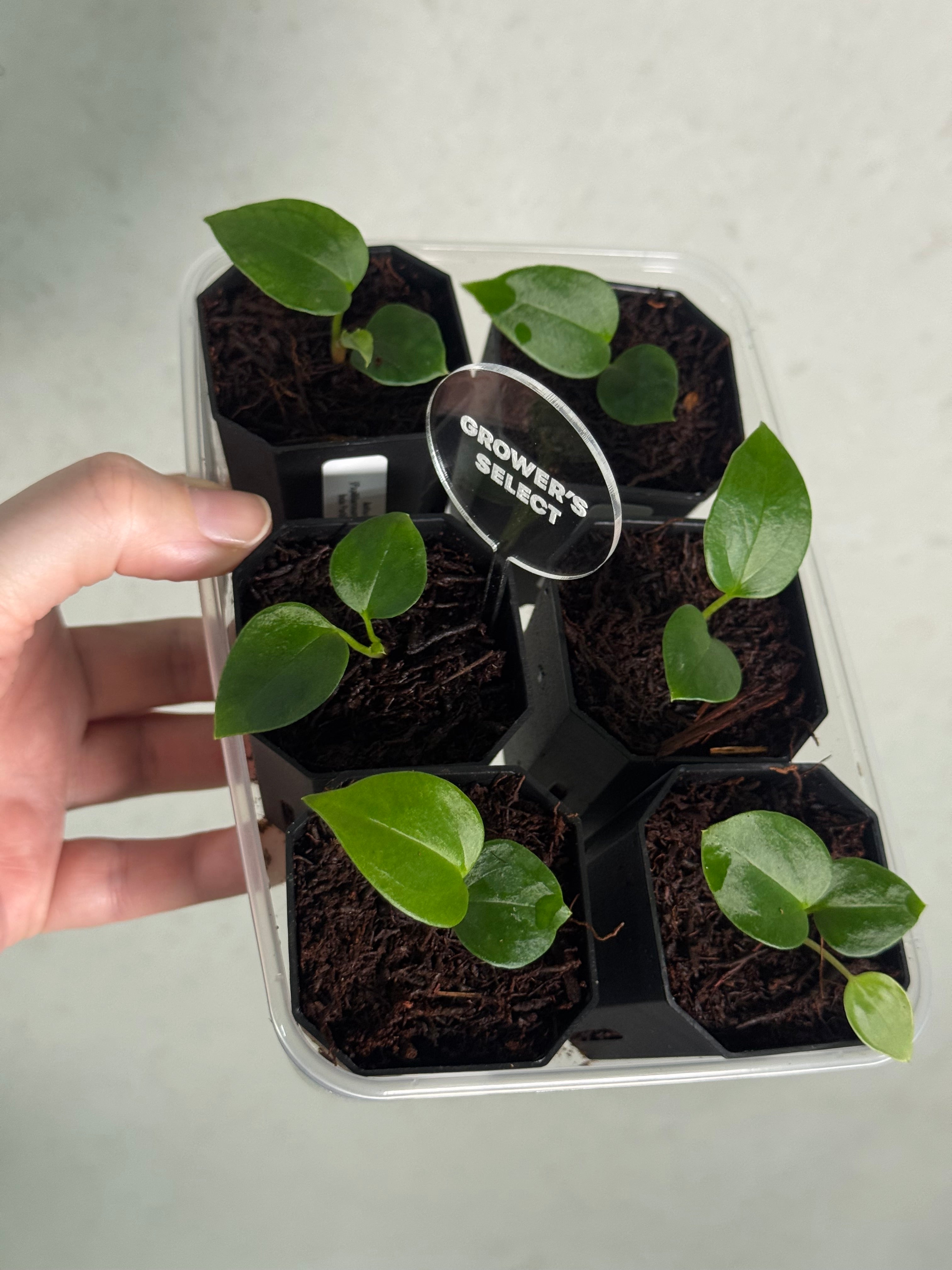 Anthurium (Papillilaminum 'Marie' x 'IL') x Indo Portillae or self - SMUKHI