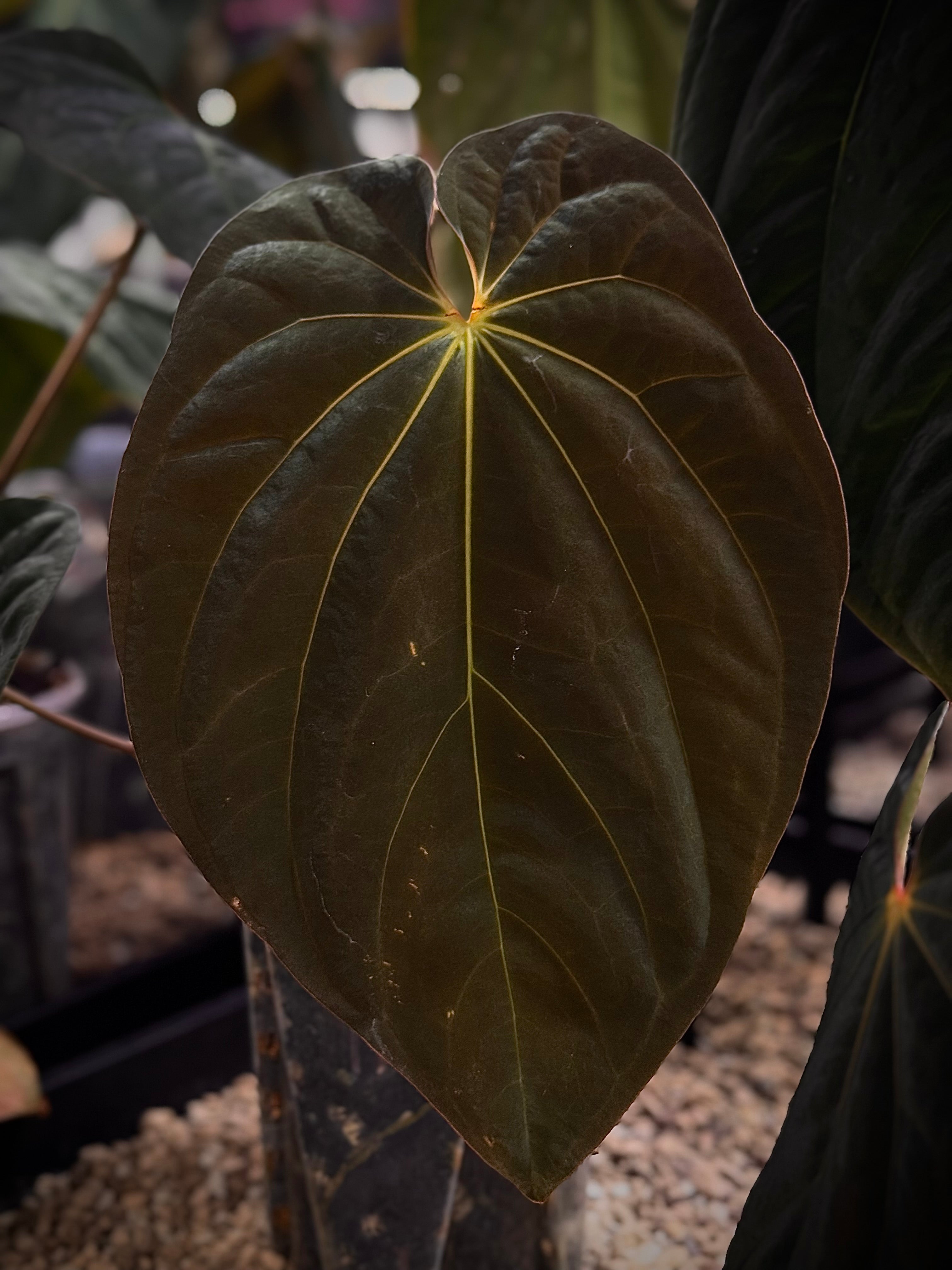 NFS: Anthurium BVEP Scott - Rare Finds for Refined Collections
