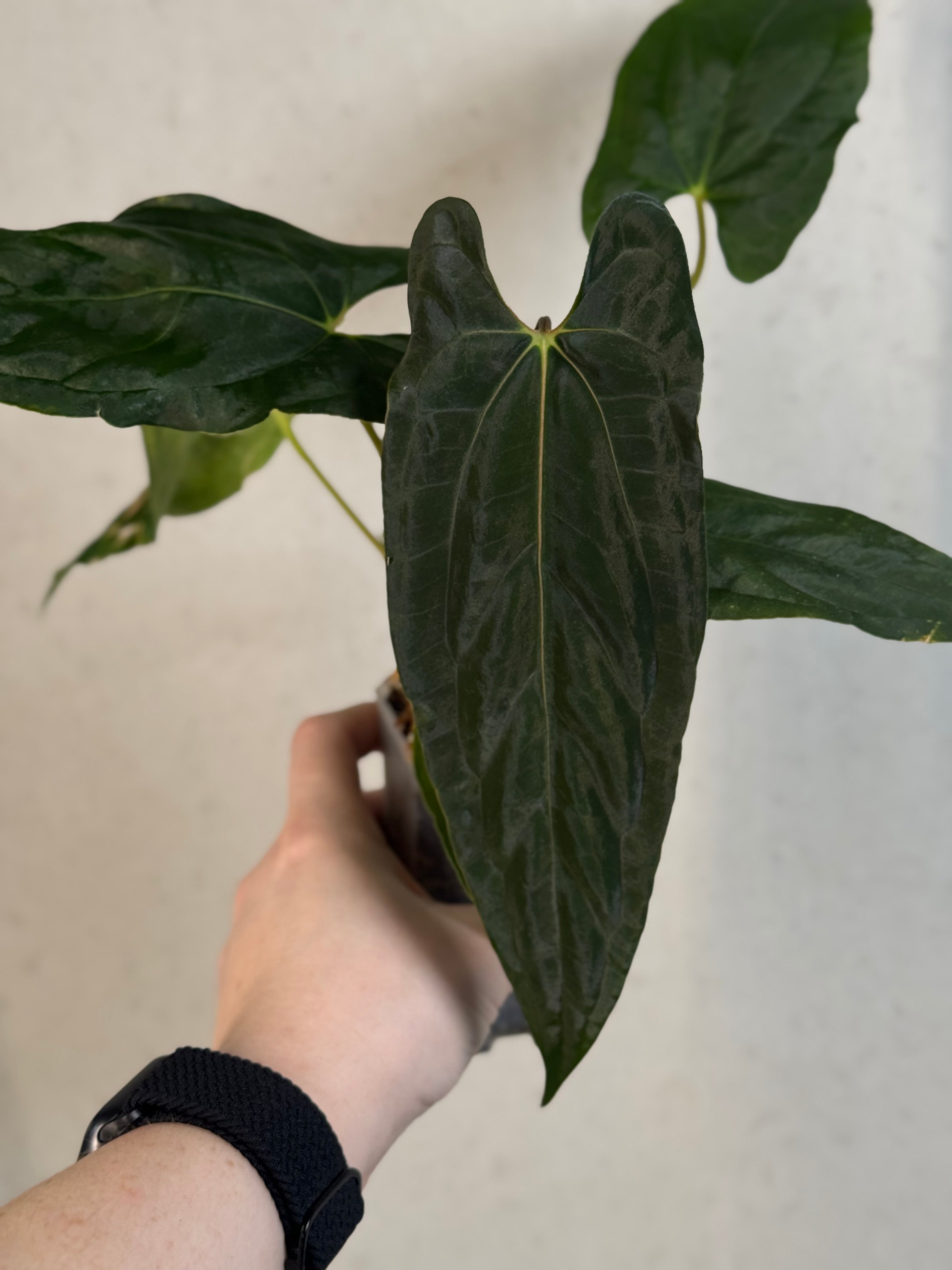 Anthurium Fort Sherman x Ralph Lynam S1
