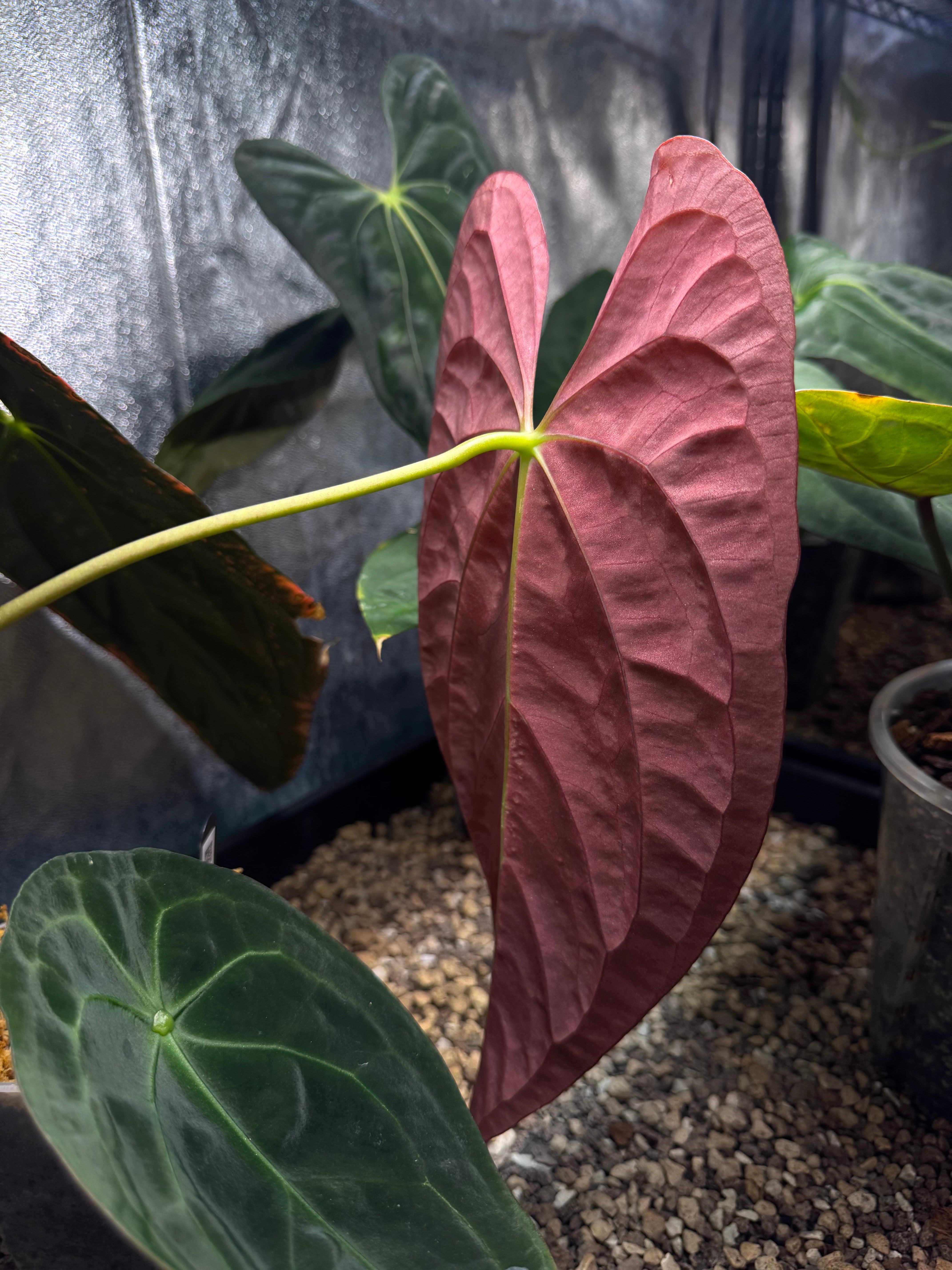 NFS: Anthurium Papillilaminum 'Guna Yala' #1