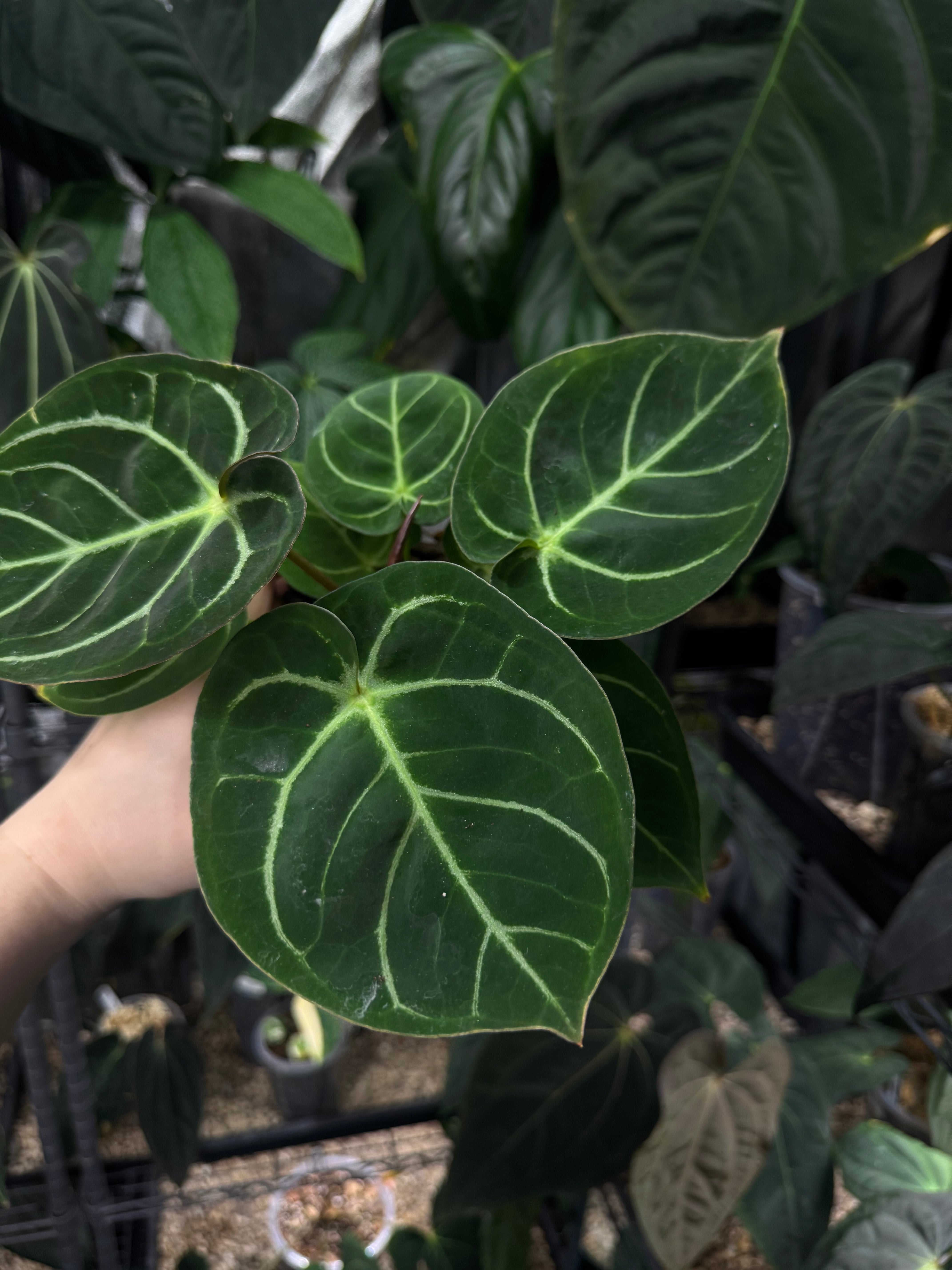 NFS: Anthurium Dorayaki