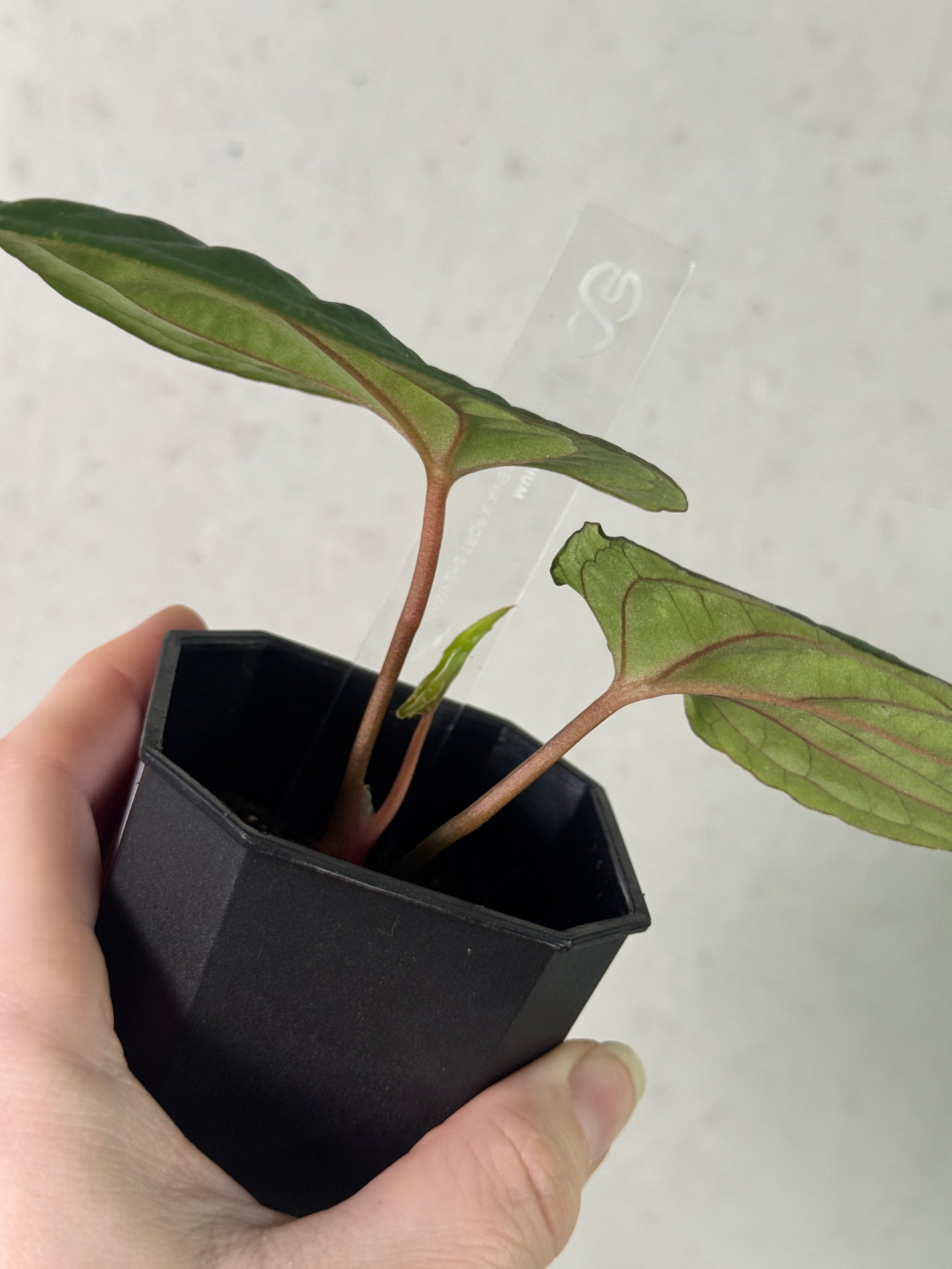 Anthurium Dark Phoenix x Fort Sherman
