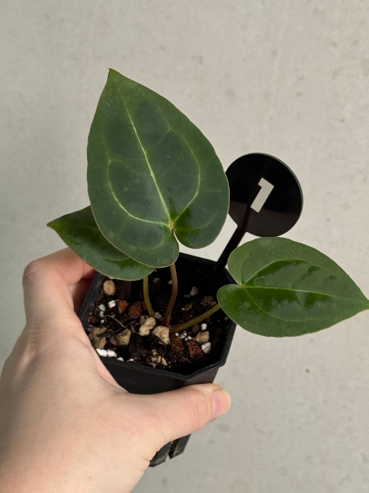 Variegated Stingray Anthurium plant with dark, glossy leaves and vibrant red and black colors, featuring broad, textured foliage.