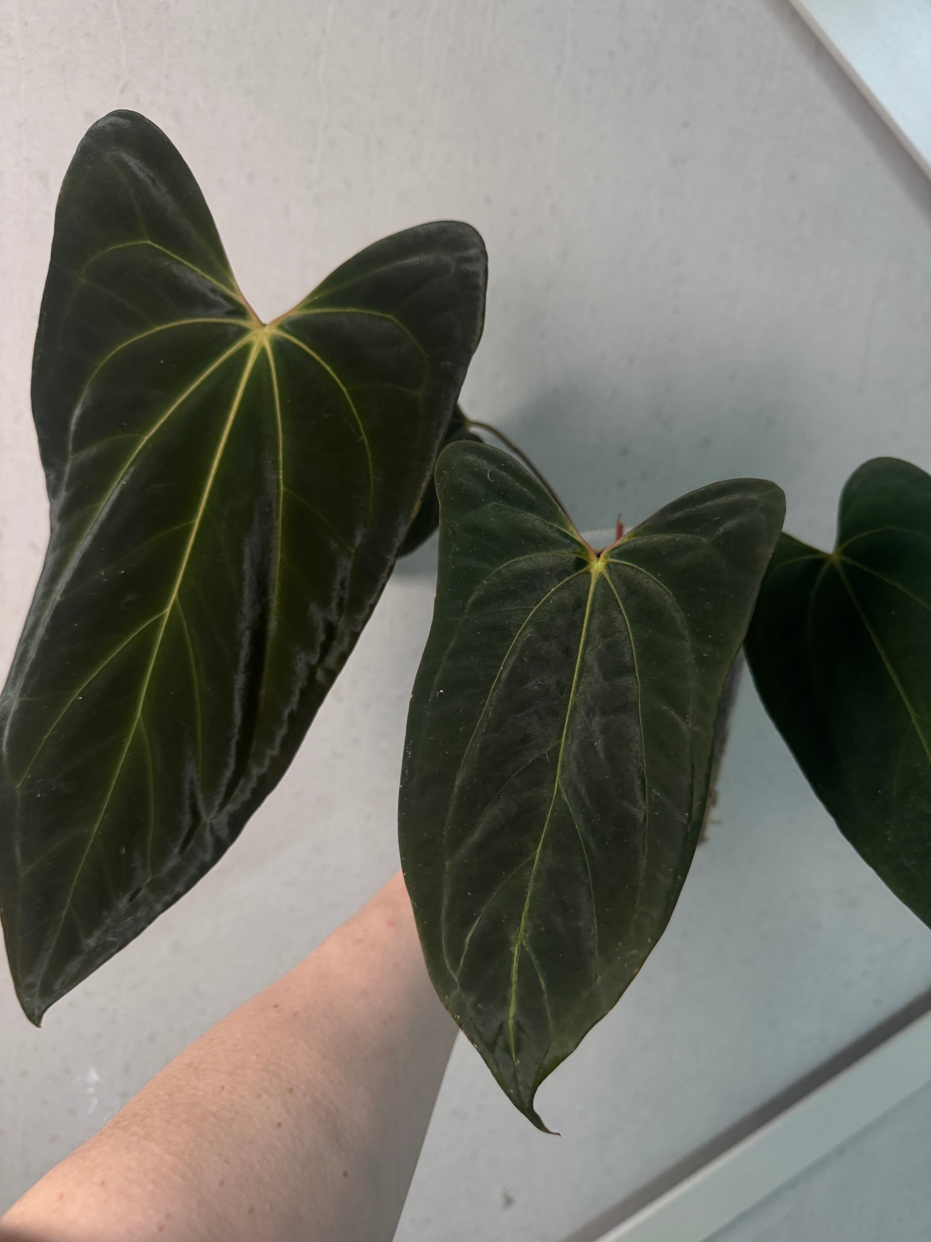 Anthurium Besseae aff x Papillilaminum 'Daniel' - SMUKHI