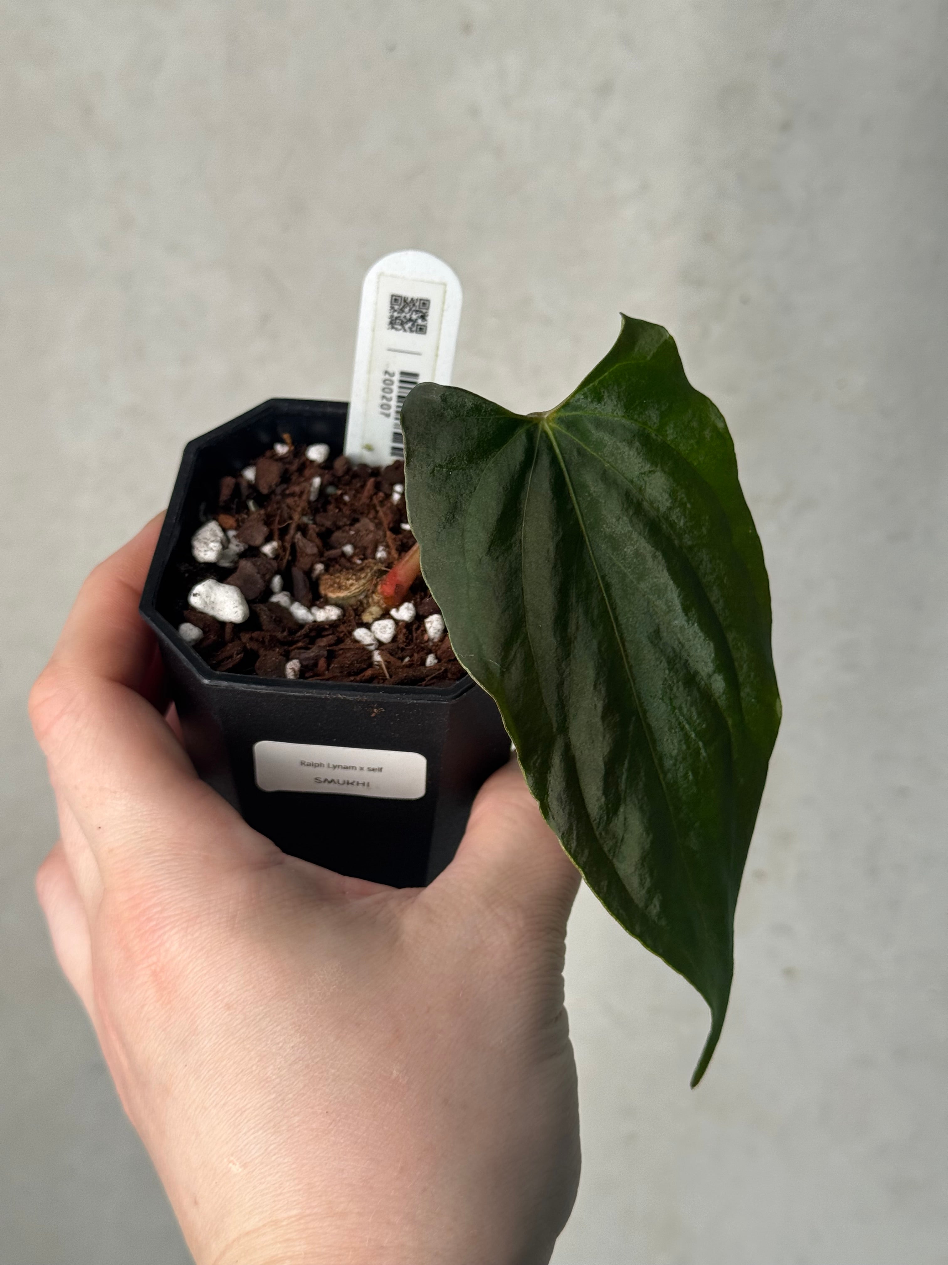 Anthurium Ralph Lynam x self (Wide sinus) - Clone - Pre-order