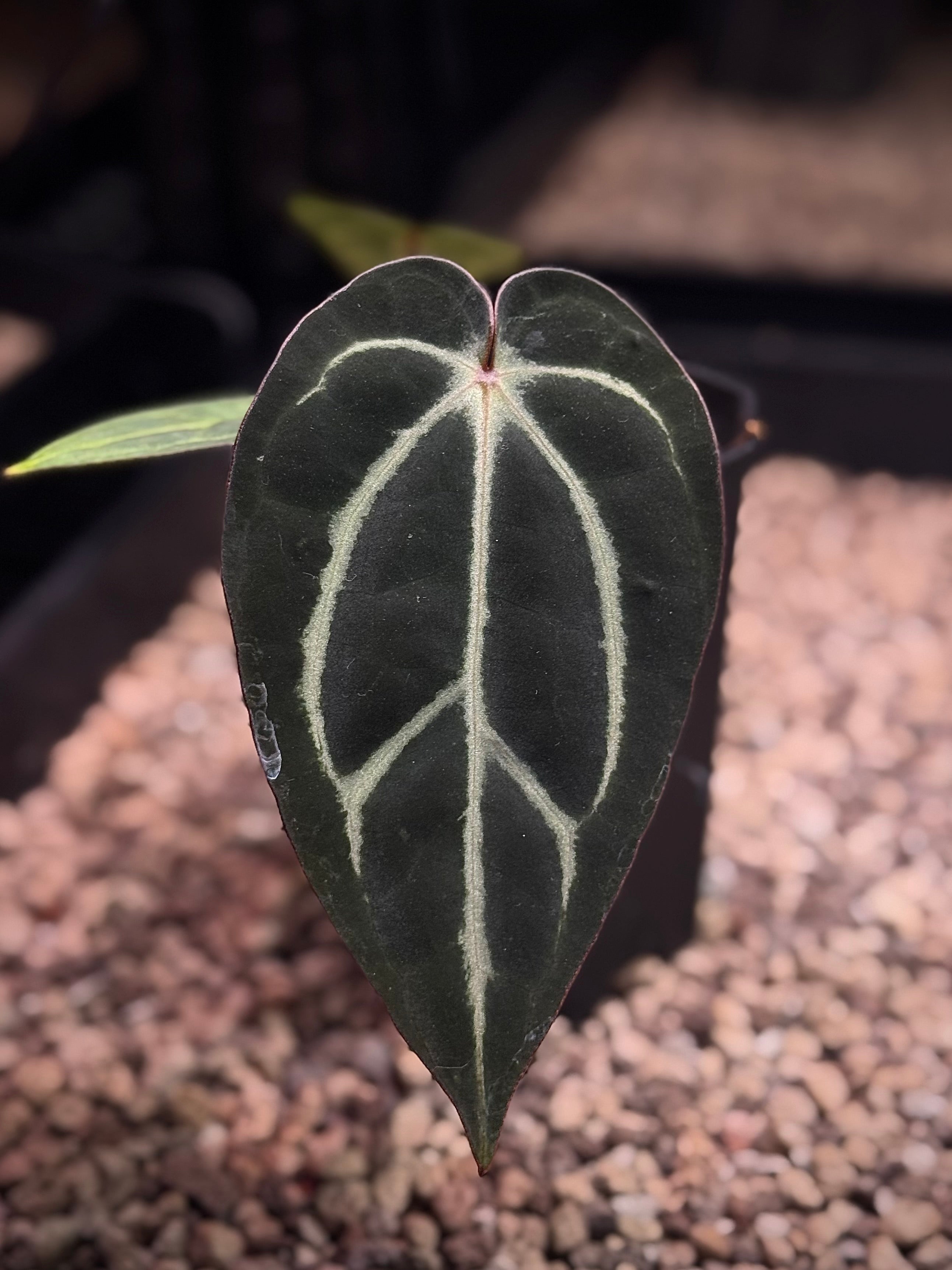 NFS: Anthurium Carlablackiae RA10 x BUZ1