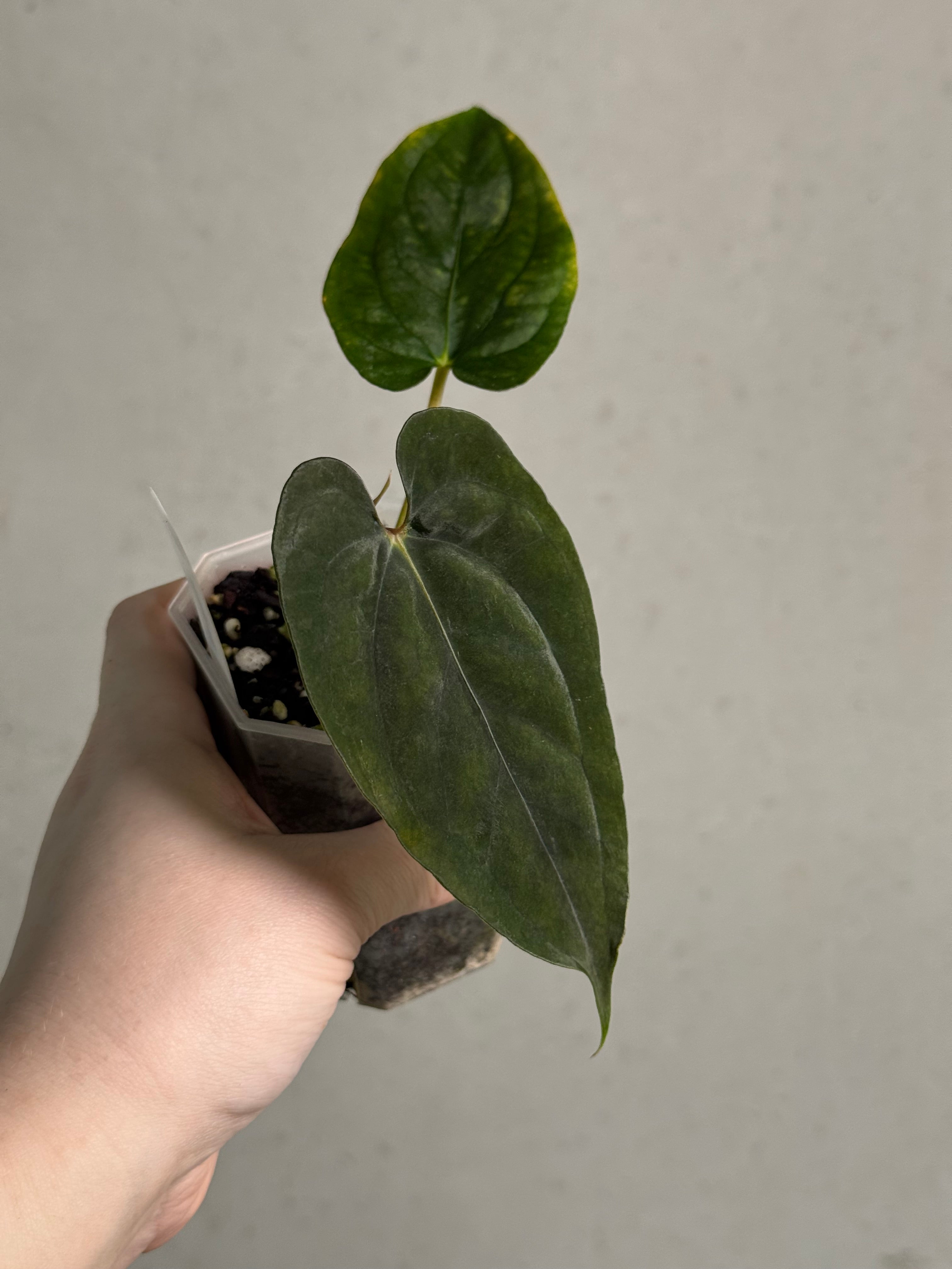 Anthurium RLxFS x self (JV) | SMUKHI