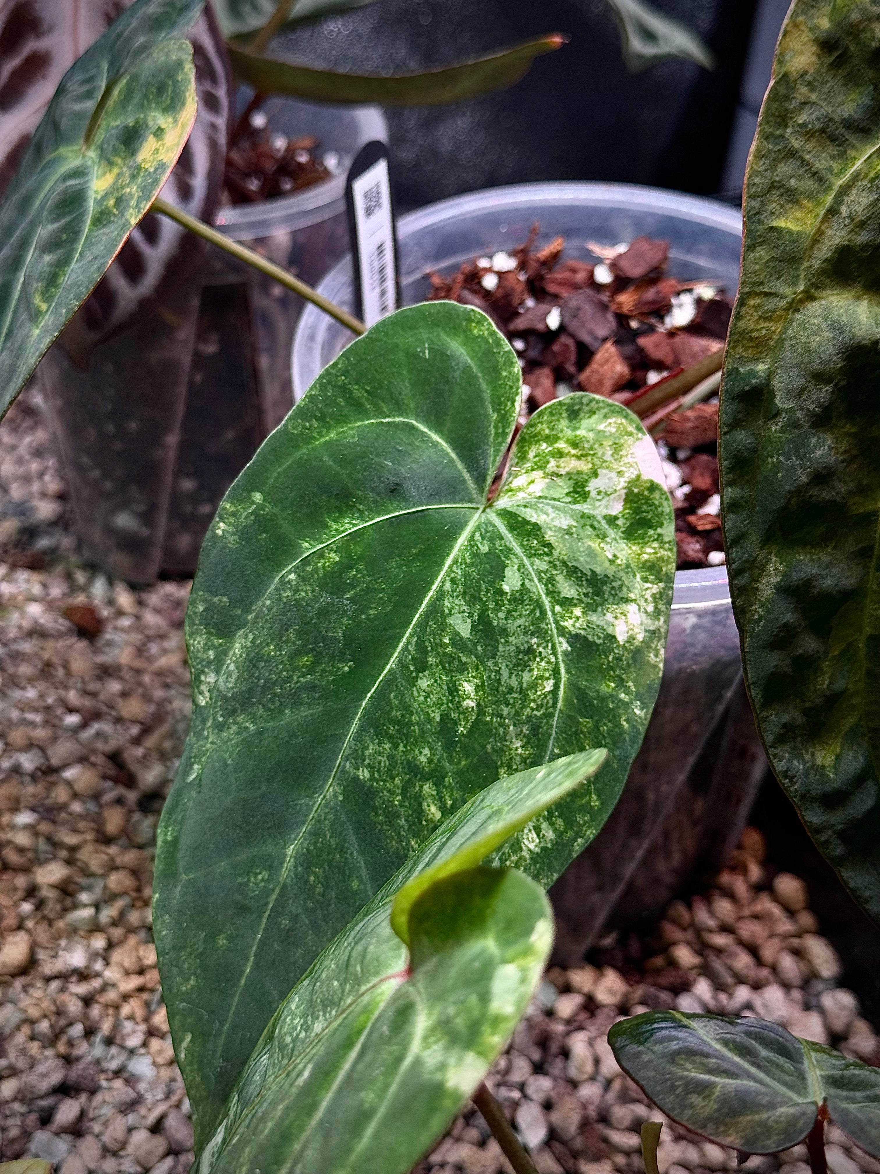 NFS: Anthurium Papillilaminum variegata x RVDP - SMUKHI