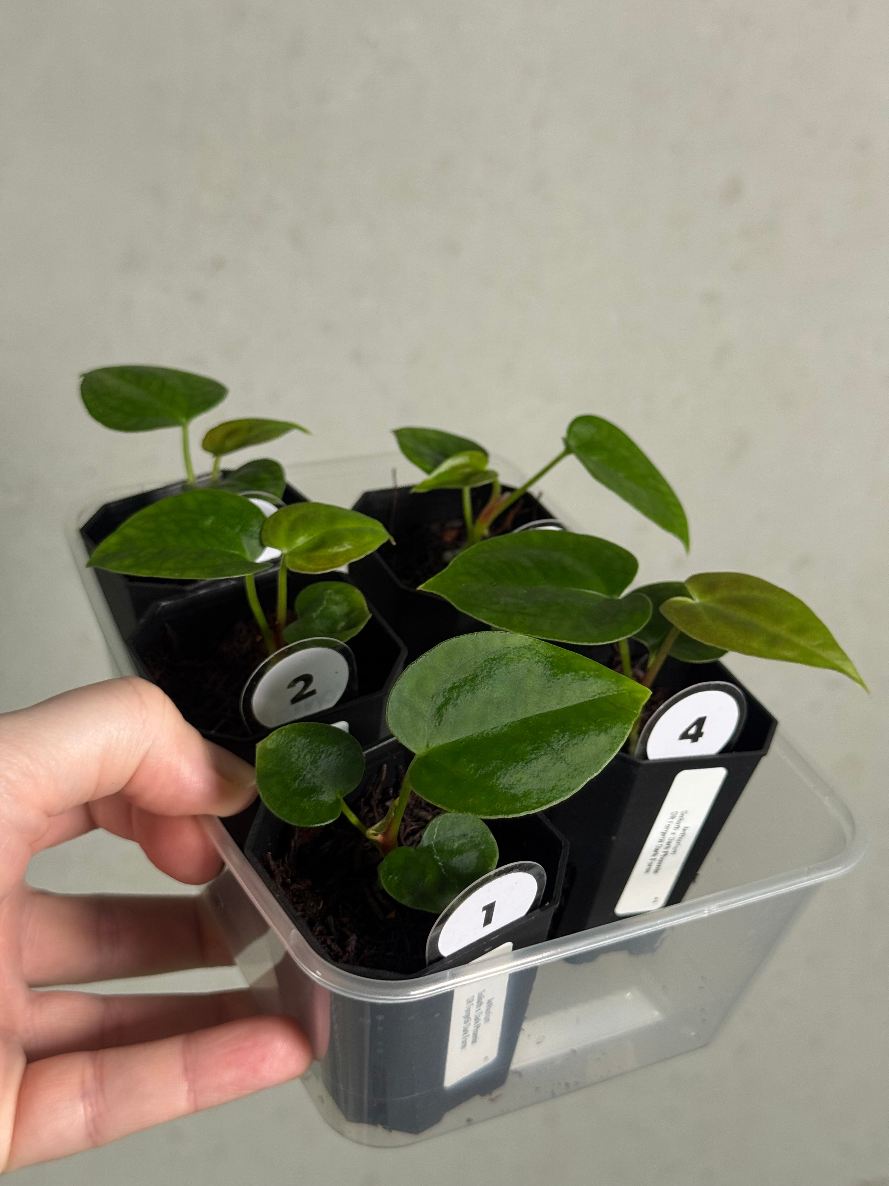 Anthurium Goliath x Dark Phoenix OR Forgetii Dark Form - Seedlings - SMUKHI