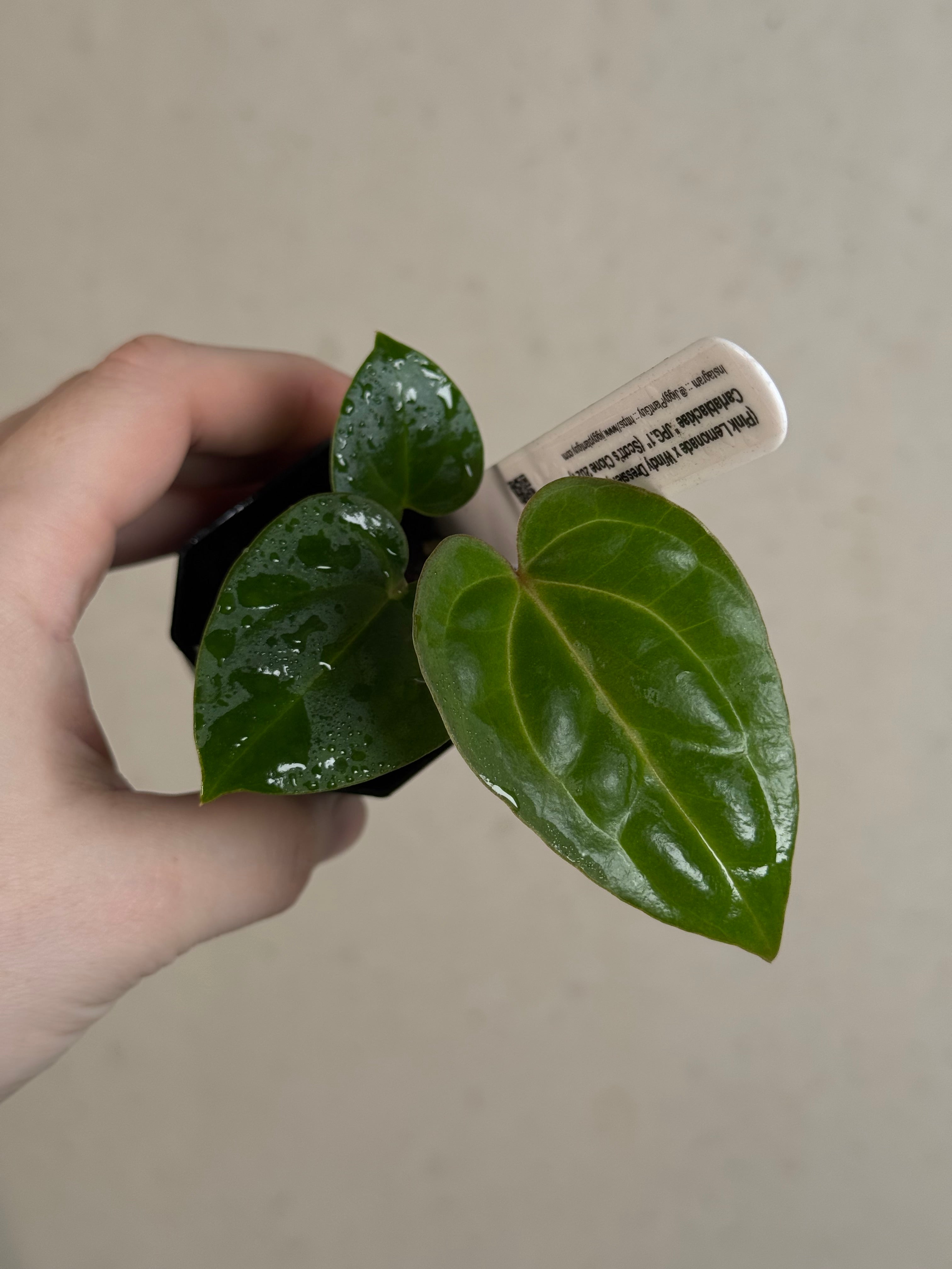 Anthurium (‘Pink Lemonade’ x Windy Dressleri) x Carlablackiae JPG.1