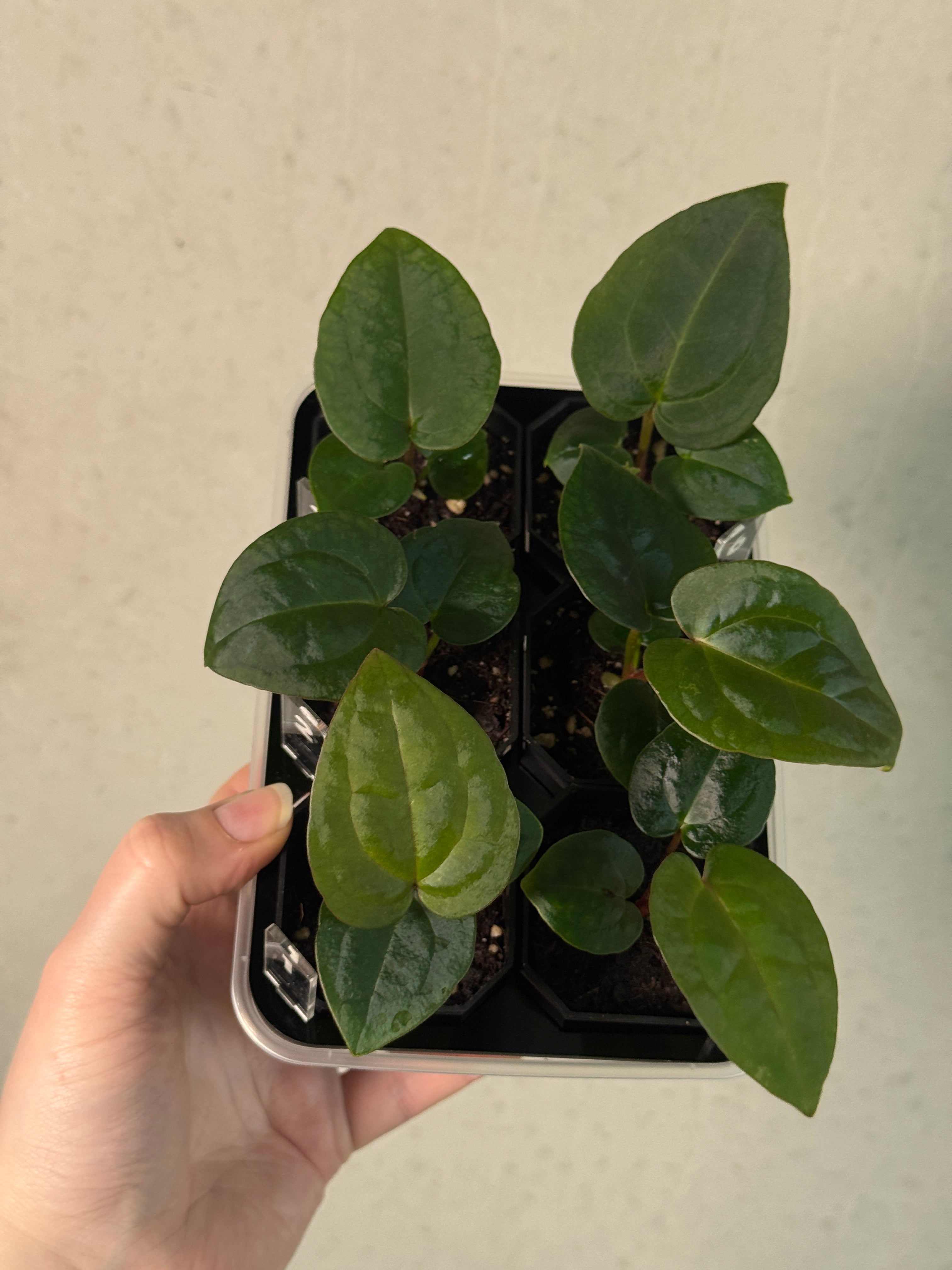 Anthurium Michelle x (?)