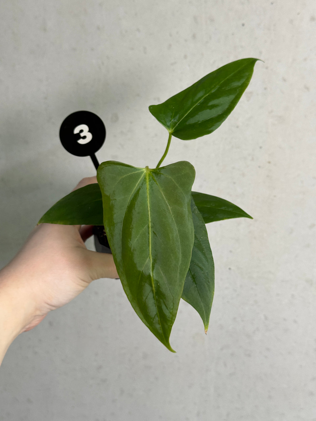 SMUKHI Anthurium plant featuring glossy green leaves and vibrant spathes, a hybrid of Papillilaminum 'Marie' and Indo Portillae.