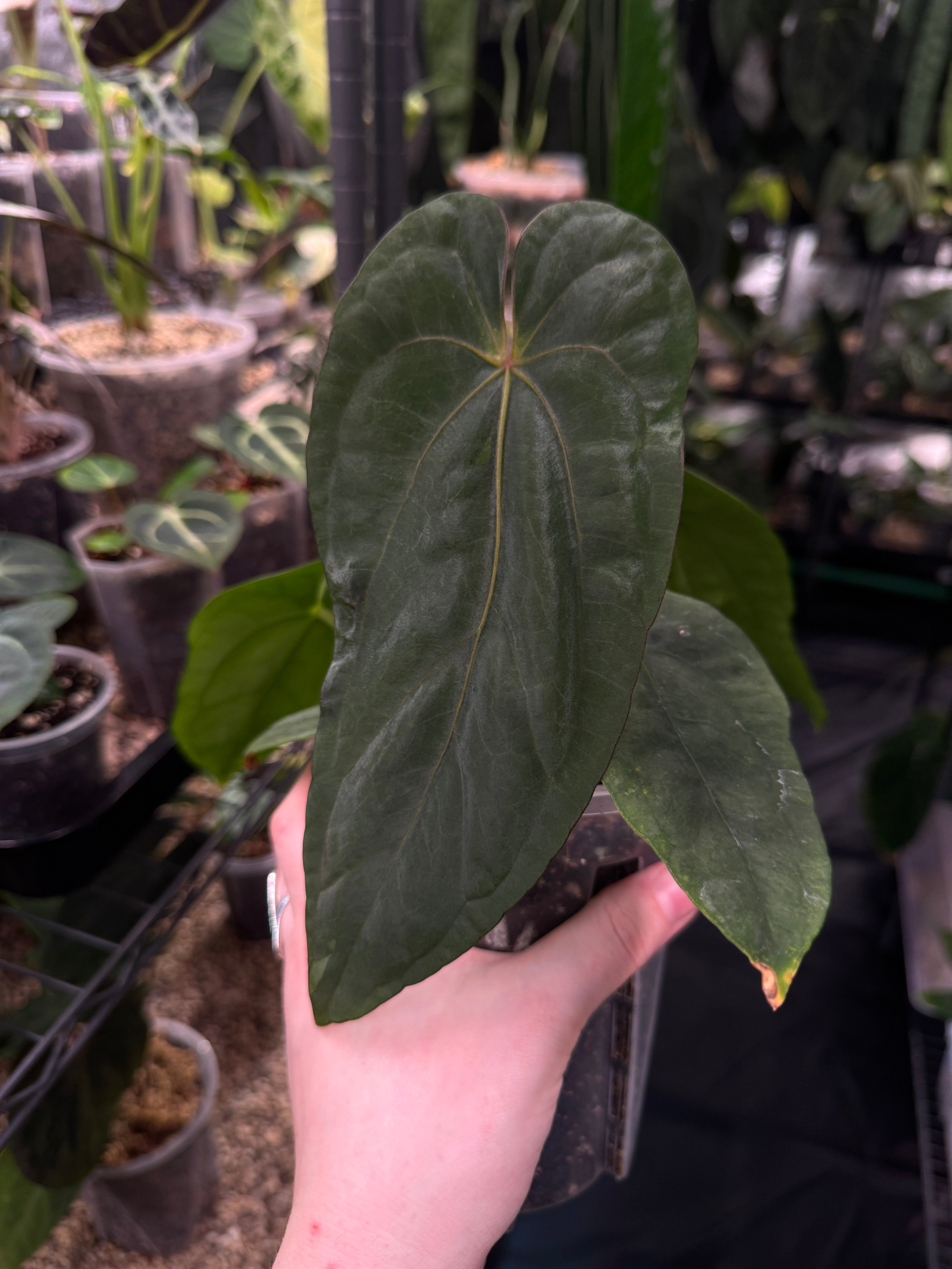 Anthurium NSE Dressleri