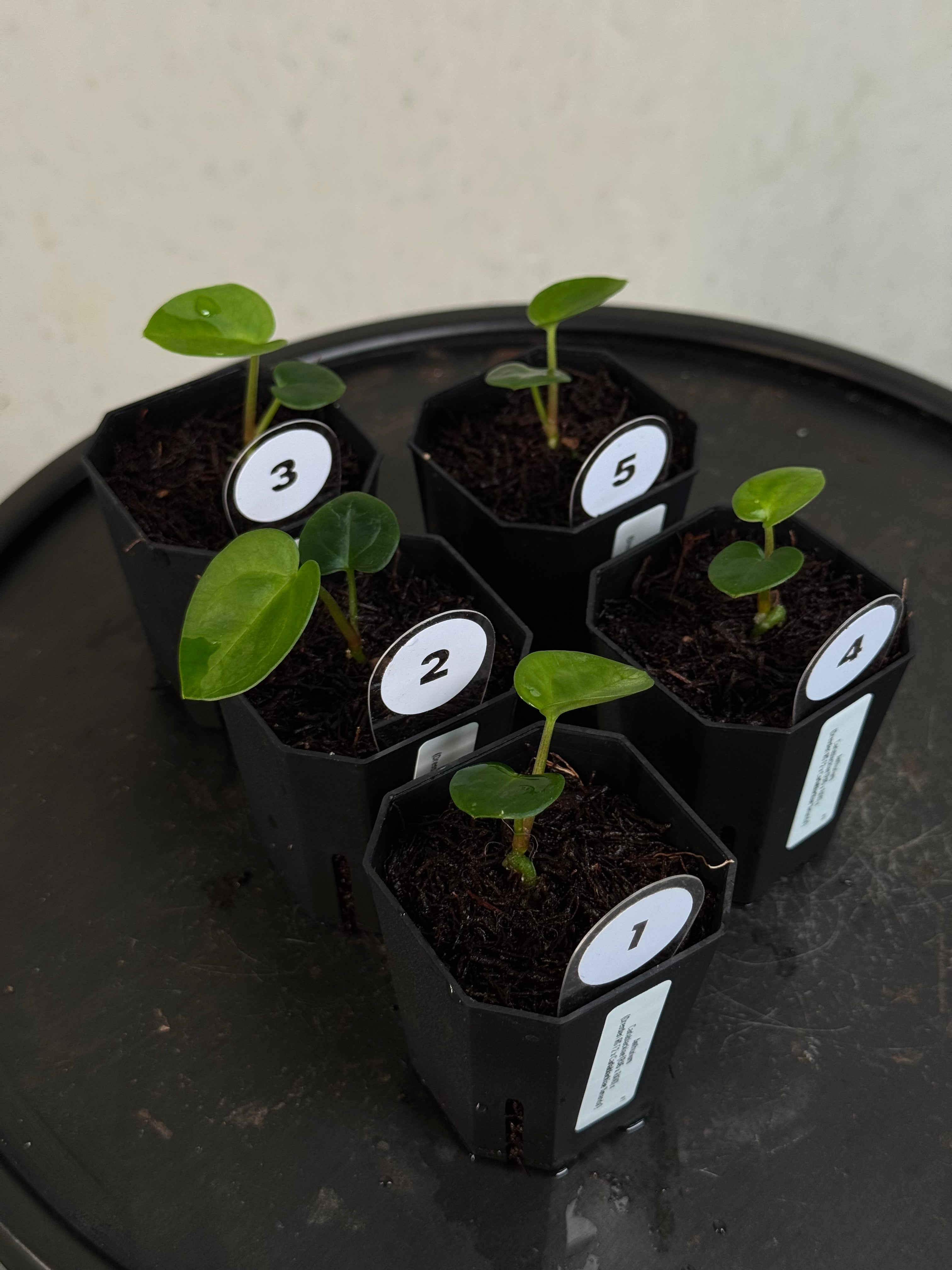 Anthurium Carlablackiae (RA5 x RA10) x (Dressleri RG F2 x Carlablackiae ‘Amanda’)