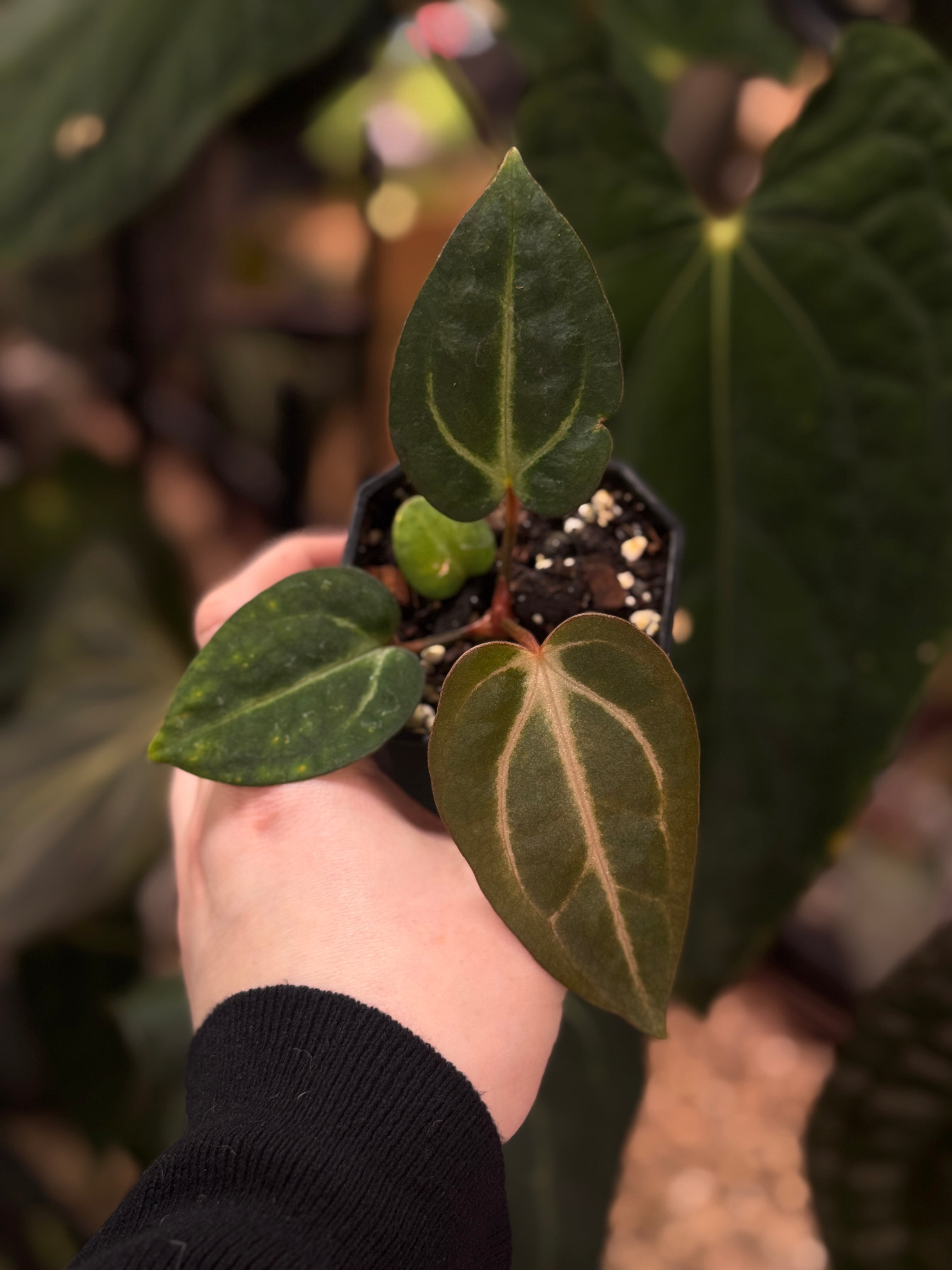 Anthurium Carlablackiae PM2 x PM1 - SMUKHI