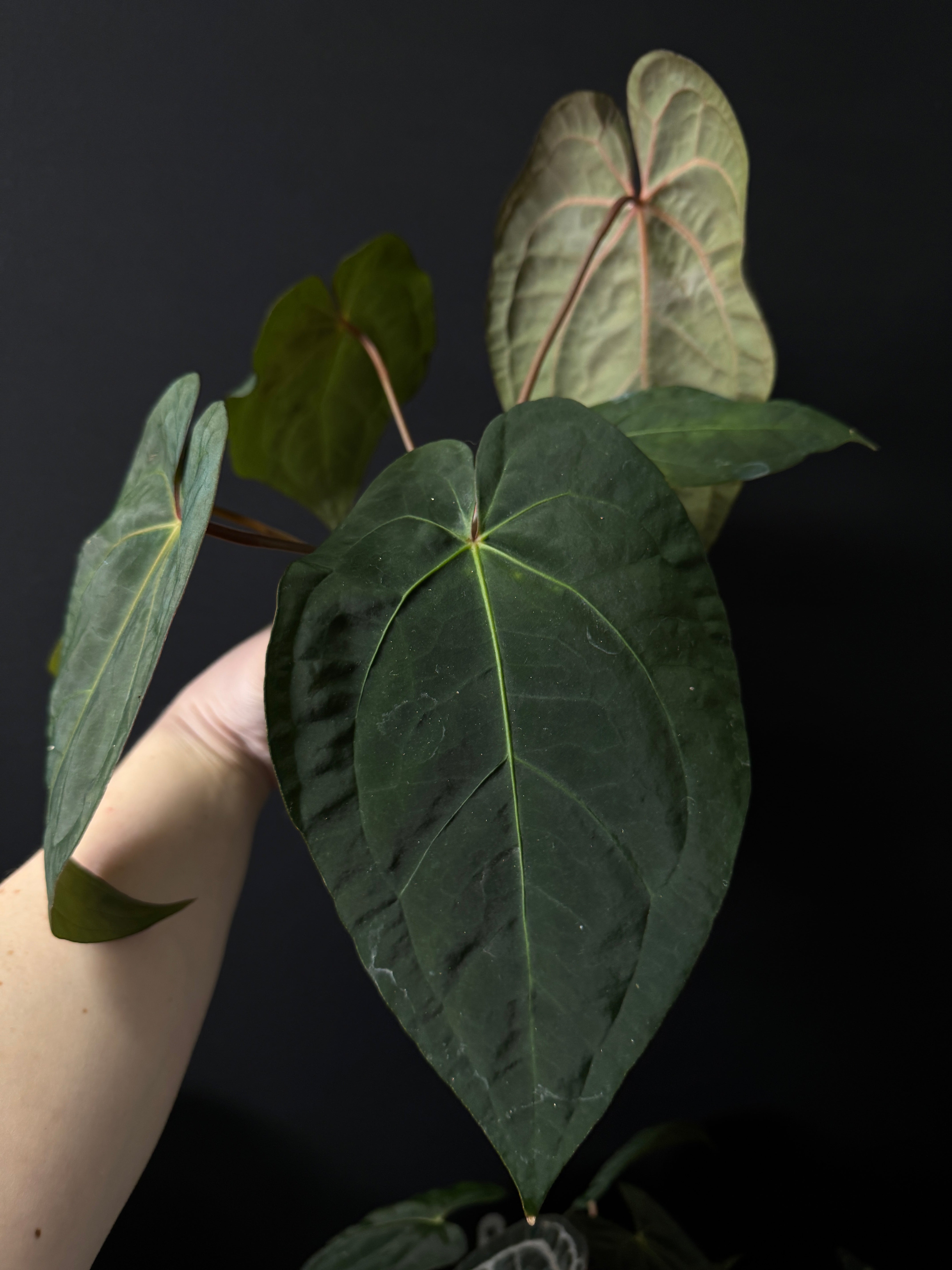 Anthurium Subsignatum x Red Vein Dark Phoenix