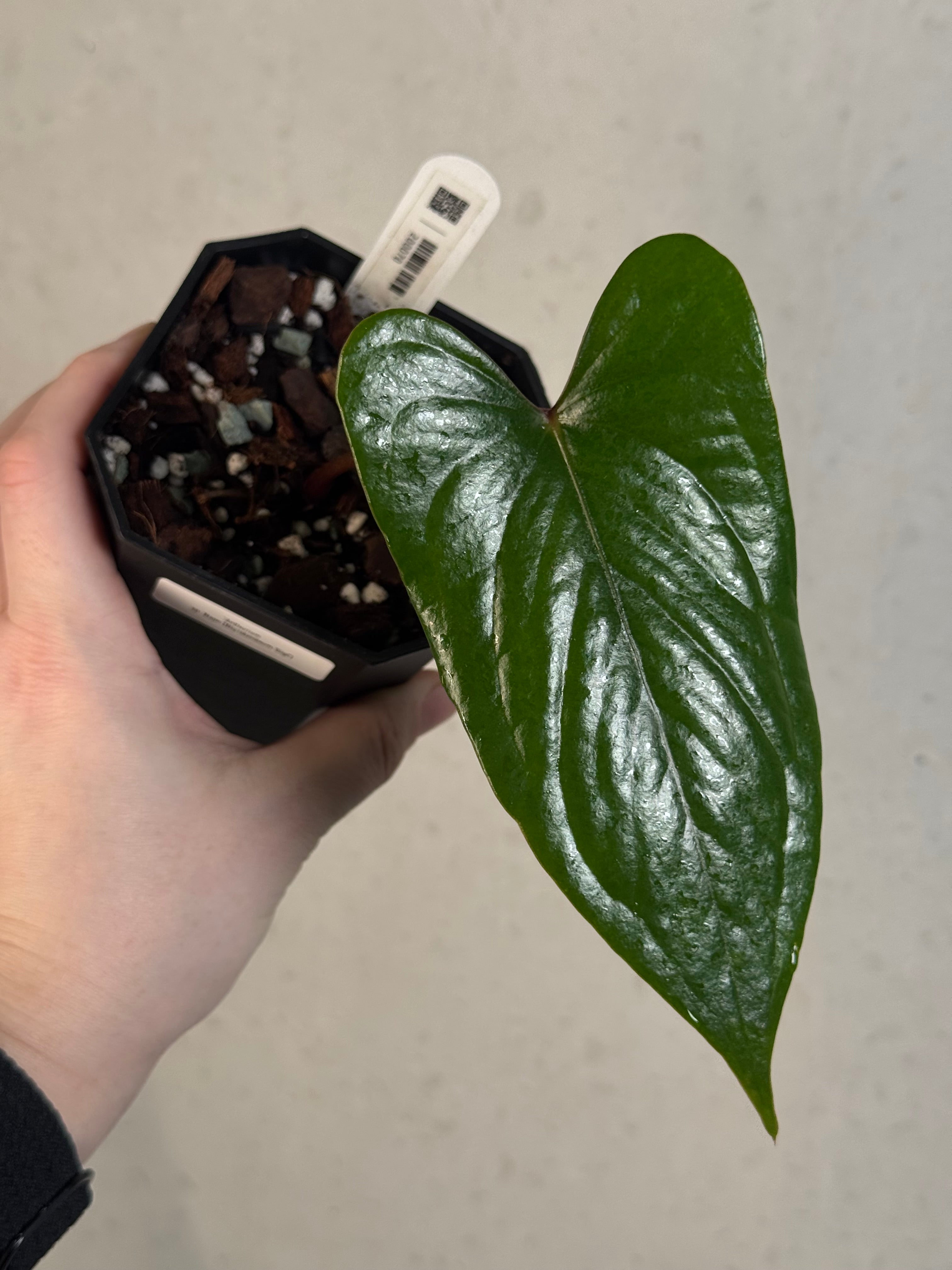 Anthurium sp. Napo (Nigrolaminum 'Gigi') - Clone