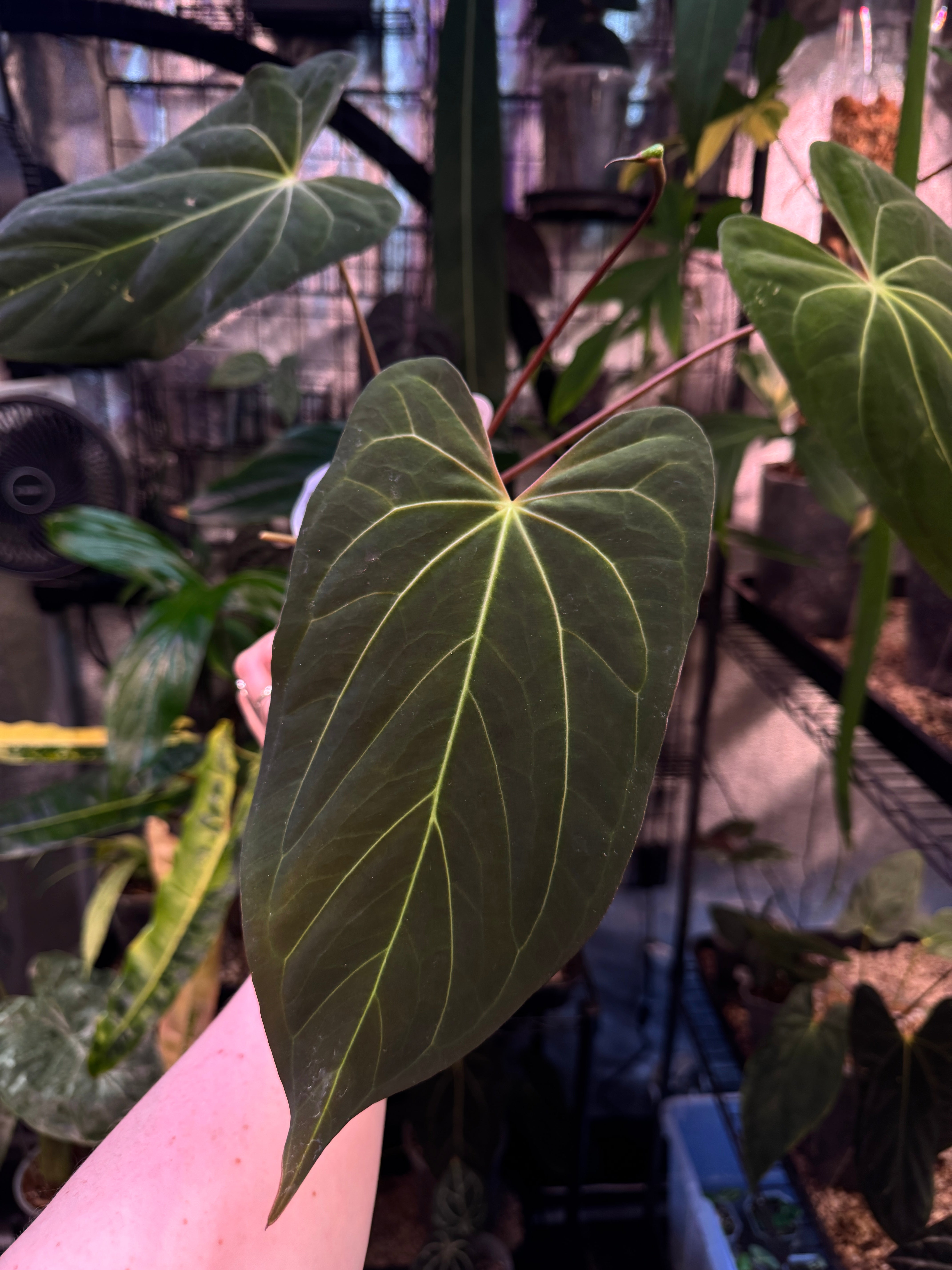 Anthurium Papillilaminum x