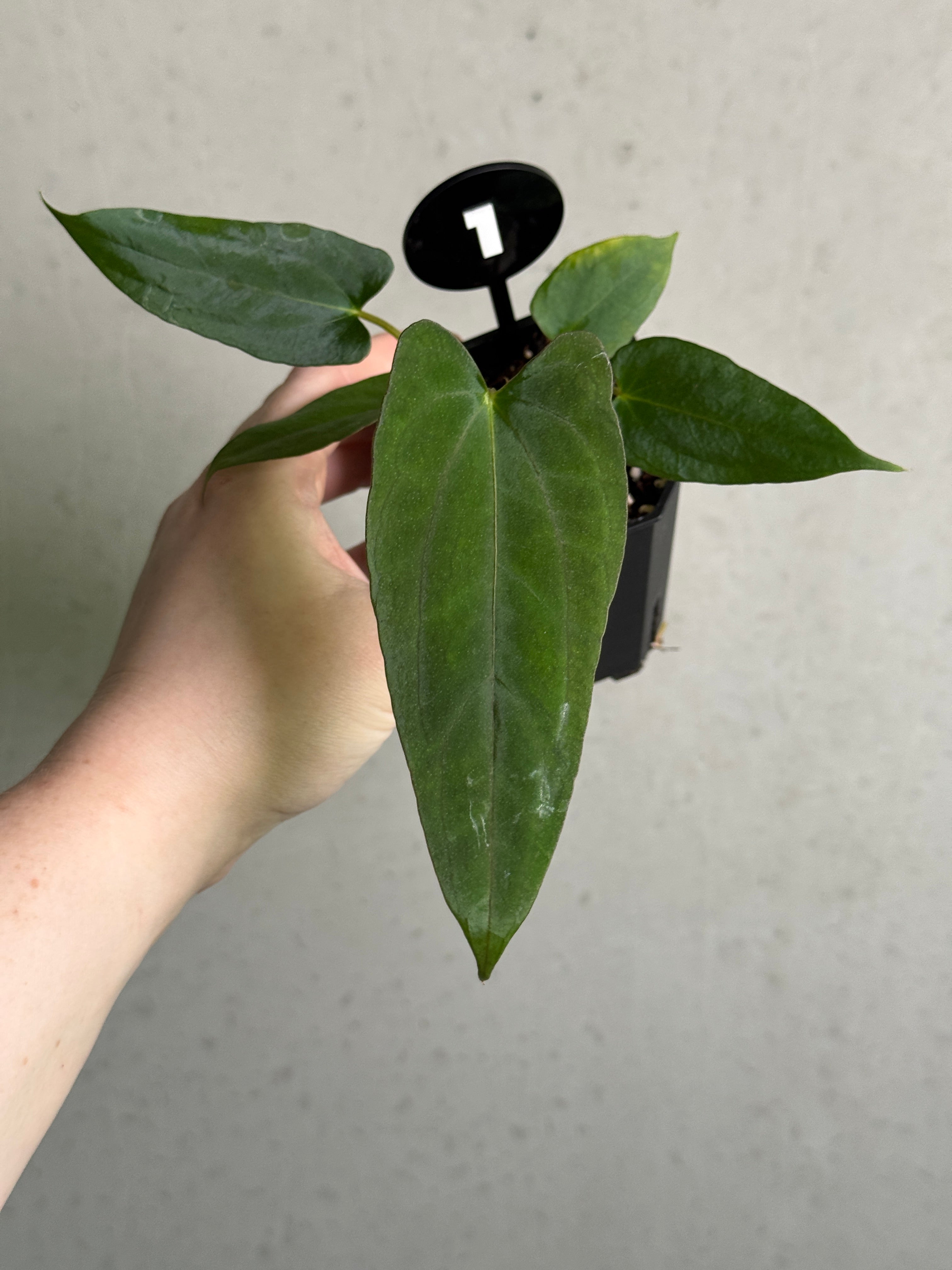 Crystallinaminum Anthurium FSxRL 'Shadow Reaper' plant with dark green leaves and vibrant spathe, botanical hybrid display.