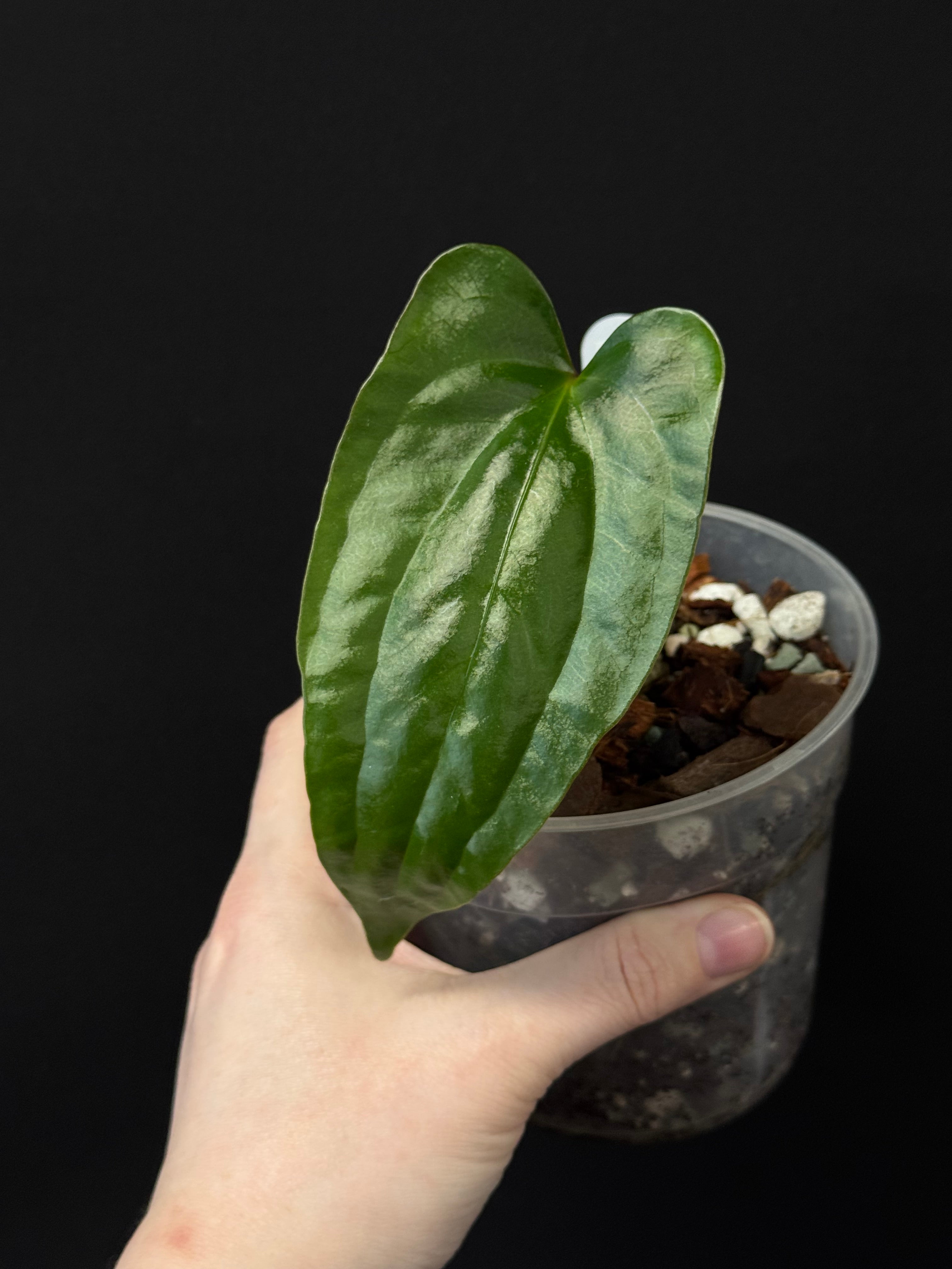 Anthurium Pinkleyi - Cutting