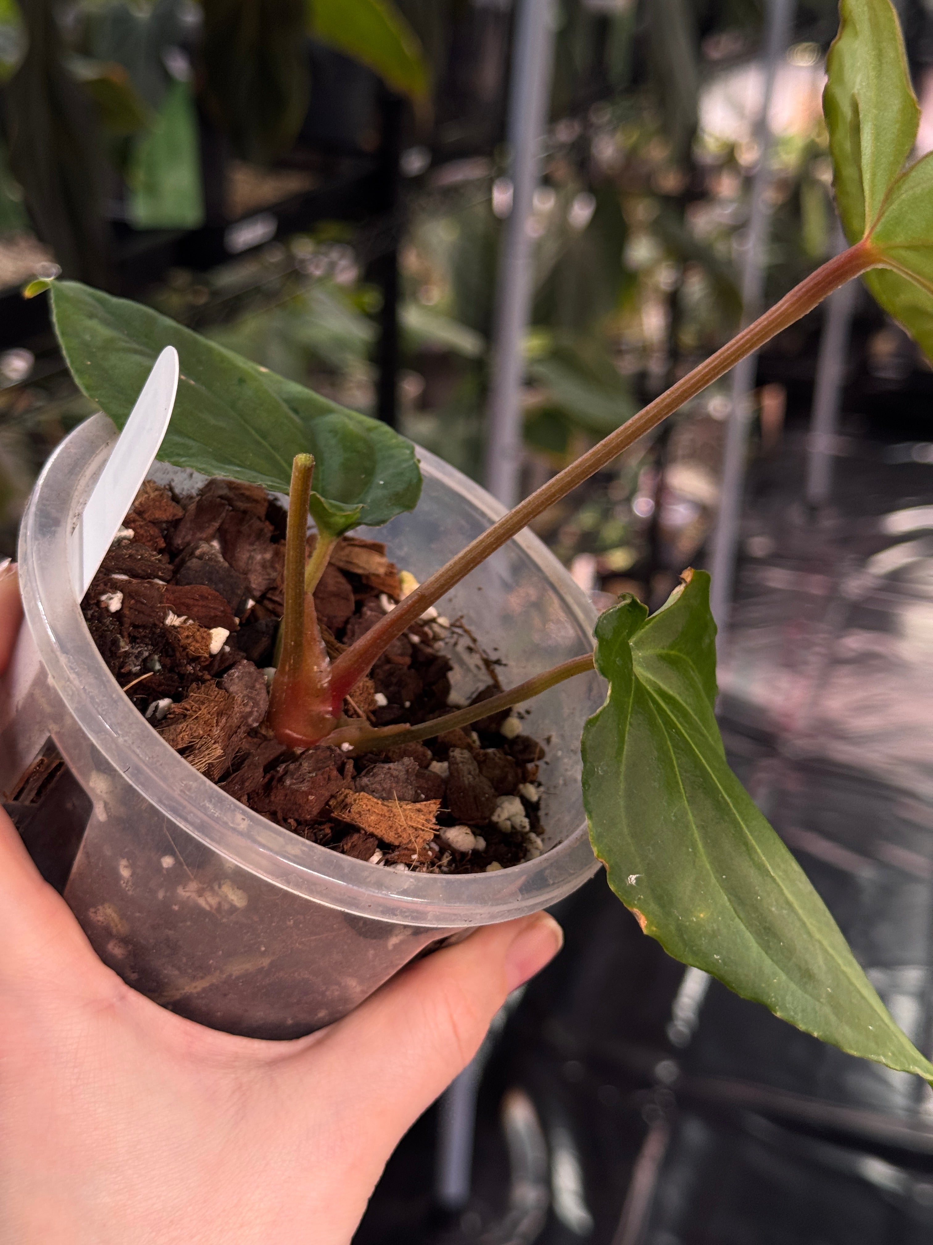 Anthurium (Besseae aff x Debile) x (Besseae aff x Dressleri)