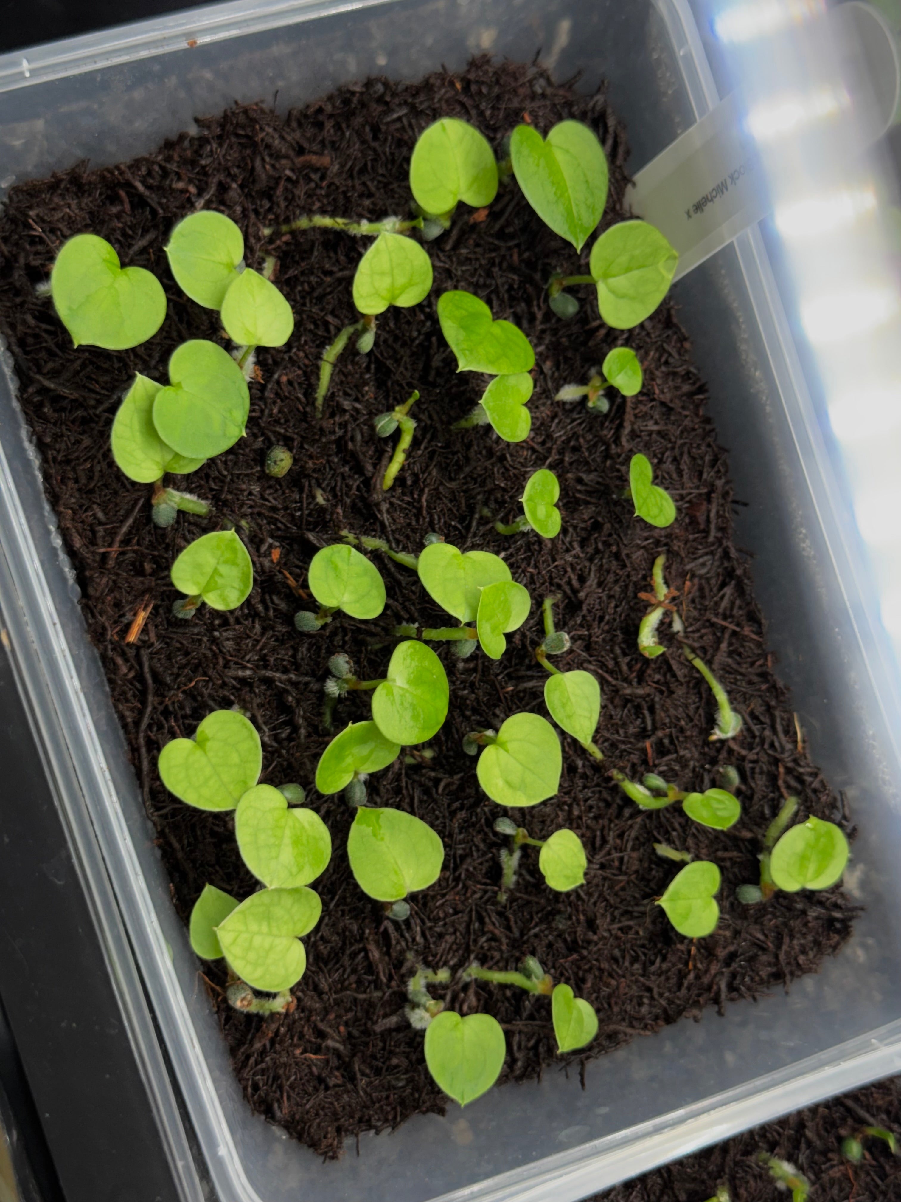 Anthurium Michelle x (?)