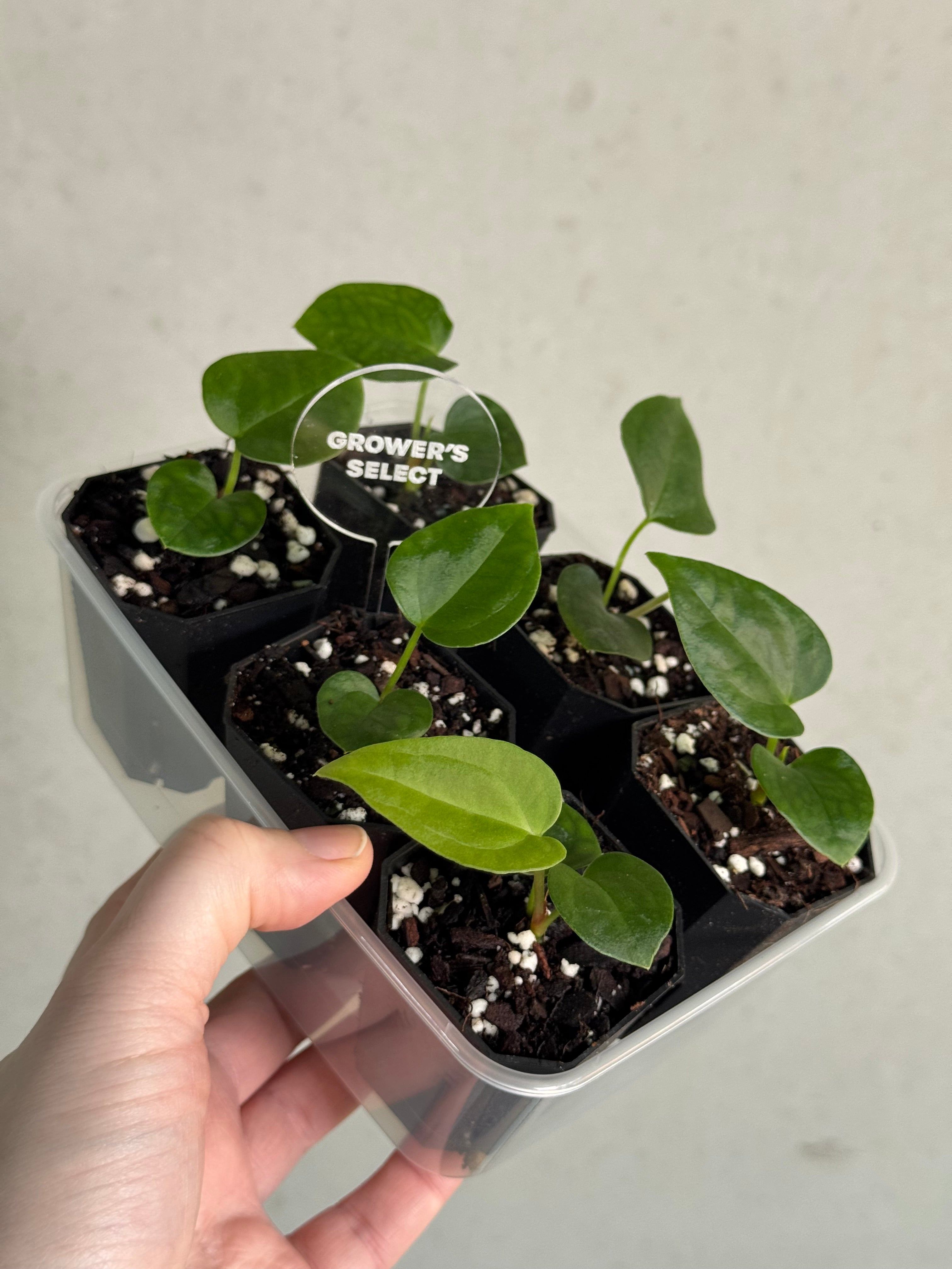Anthurium Goliath x Dark Phoenix OR Forgetii Dark Form - Seedlings - SMUKHI