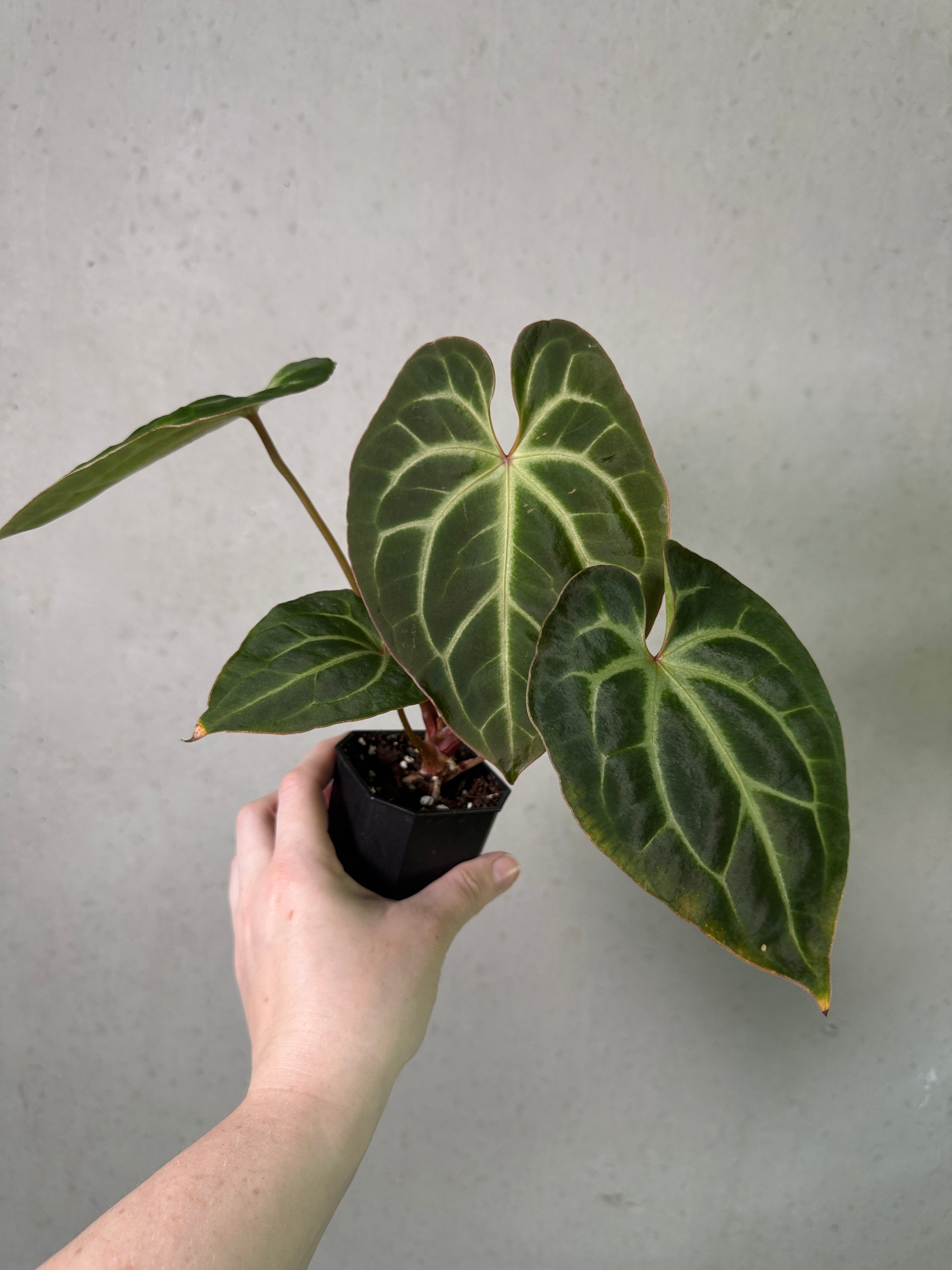 Anthurium Besseae aff