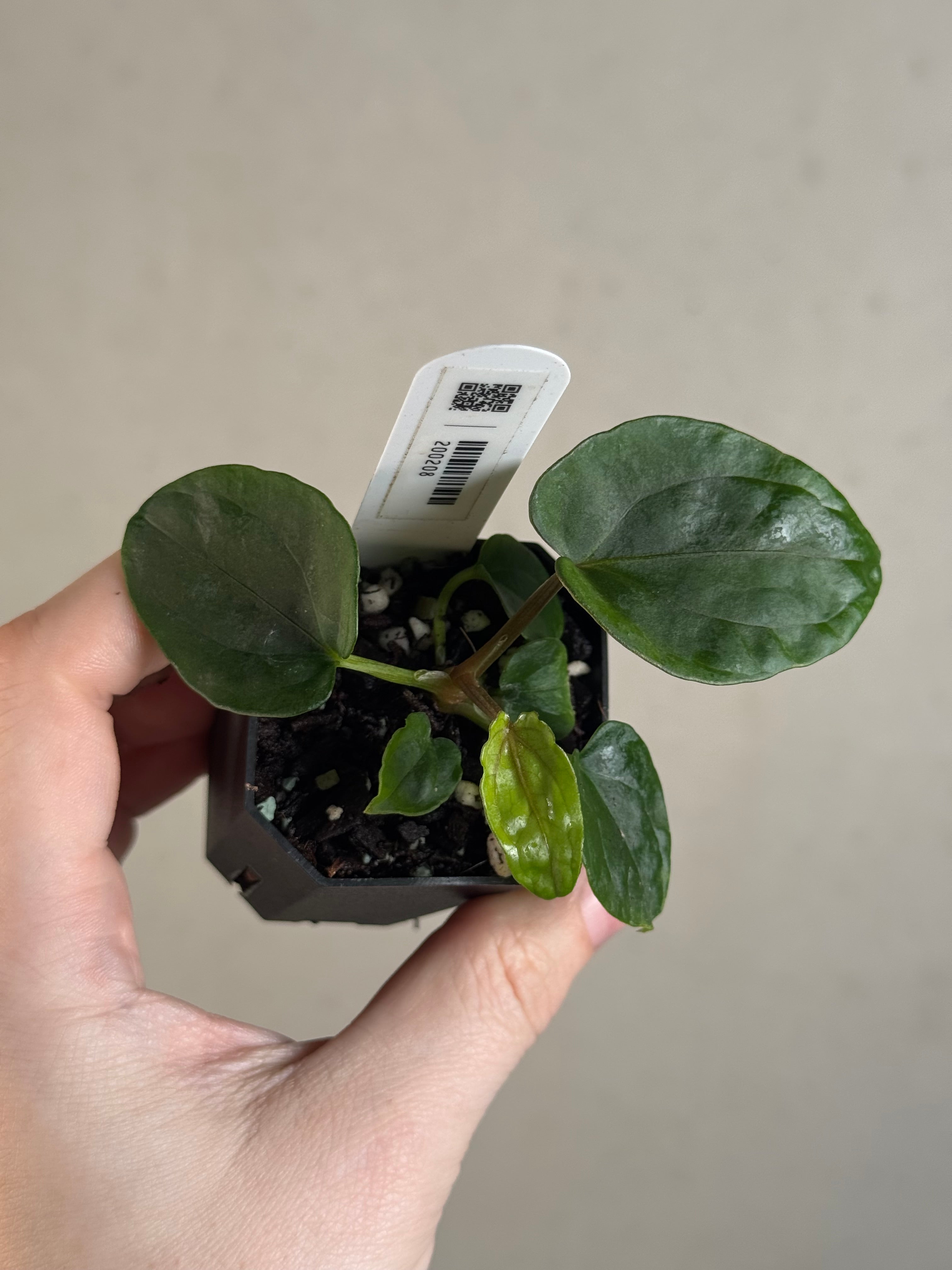 Anthurium Dressleri RG F3 (JV) x self