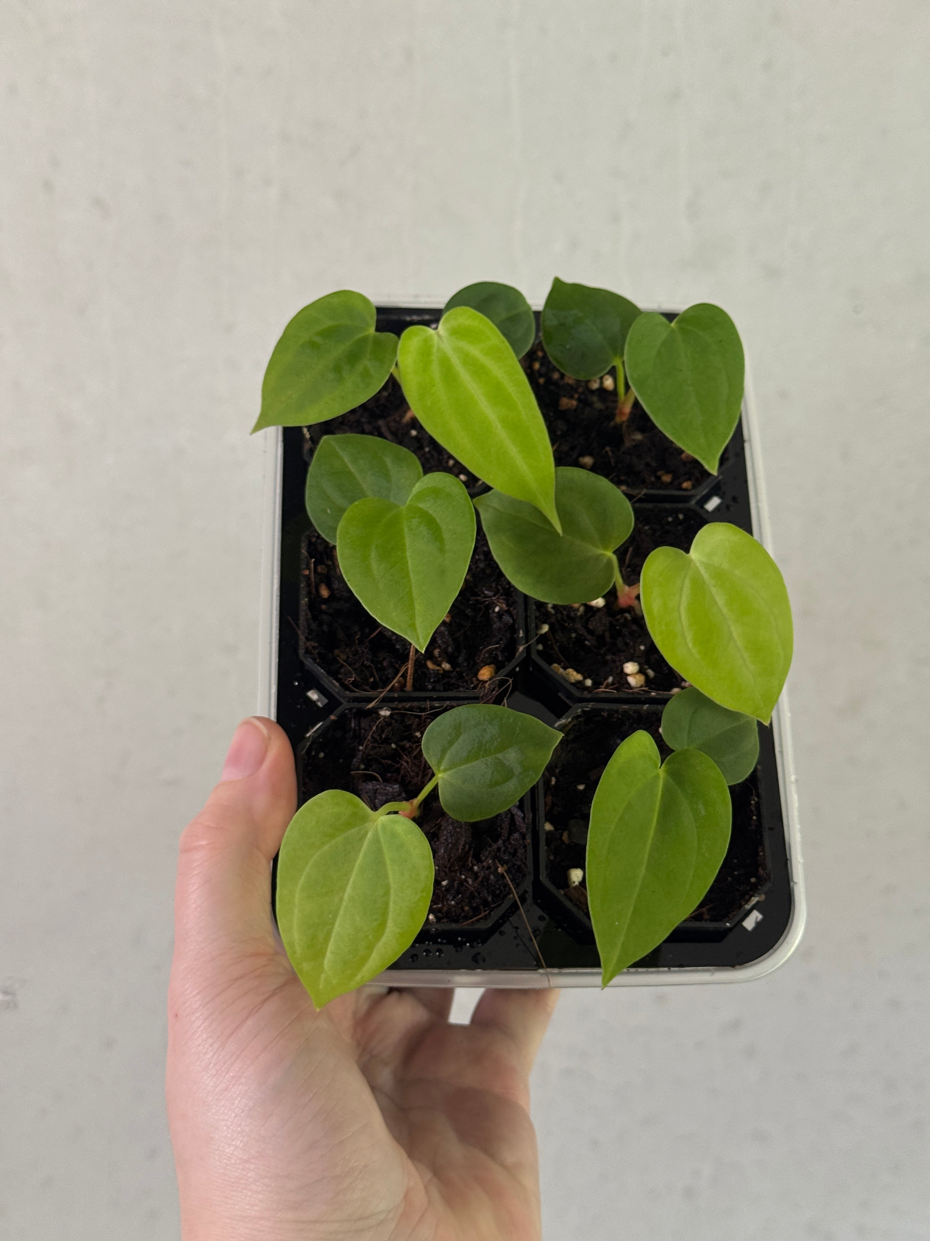 Healthy Anthurium Fort Sherman S1 x BVEP plant with lush green leaves and vibrant red spathes, grown by SMUKHI.