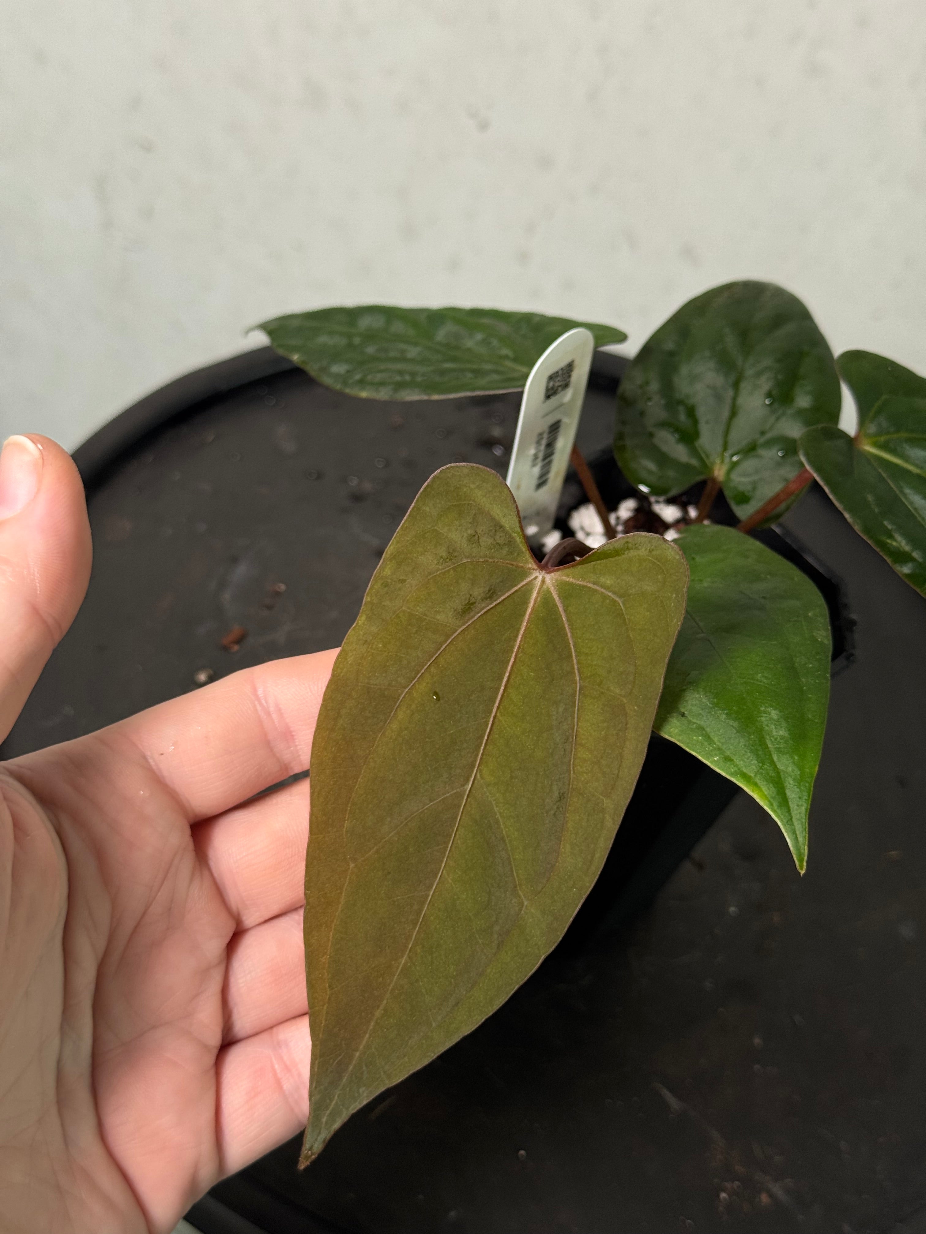 Anthurium ‘Sherpa’ (Dark Phoenix x RVDP) - Clone