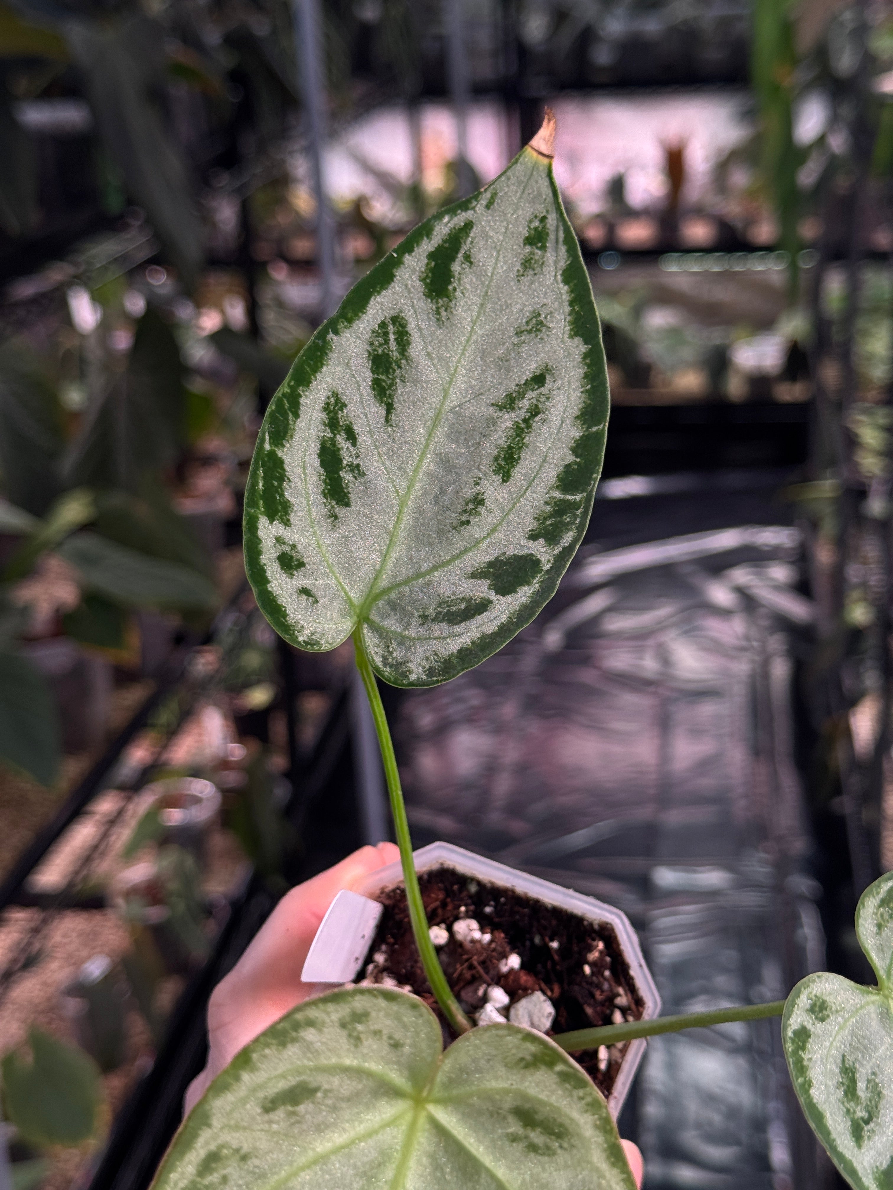 Anthurium 'Silver Blush' (Super Silver)