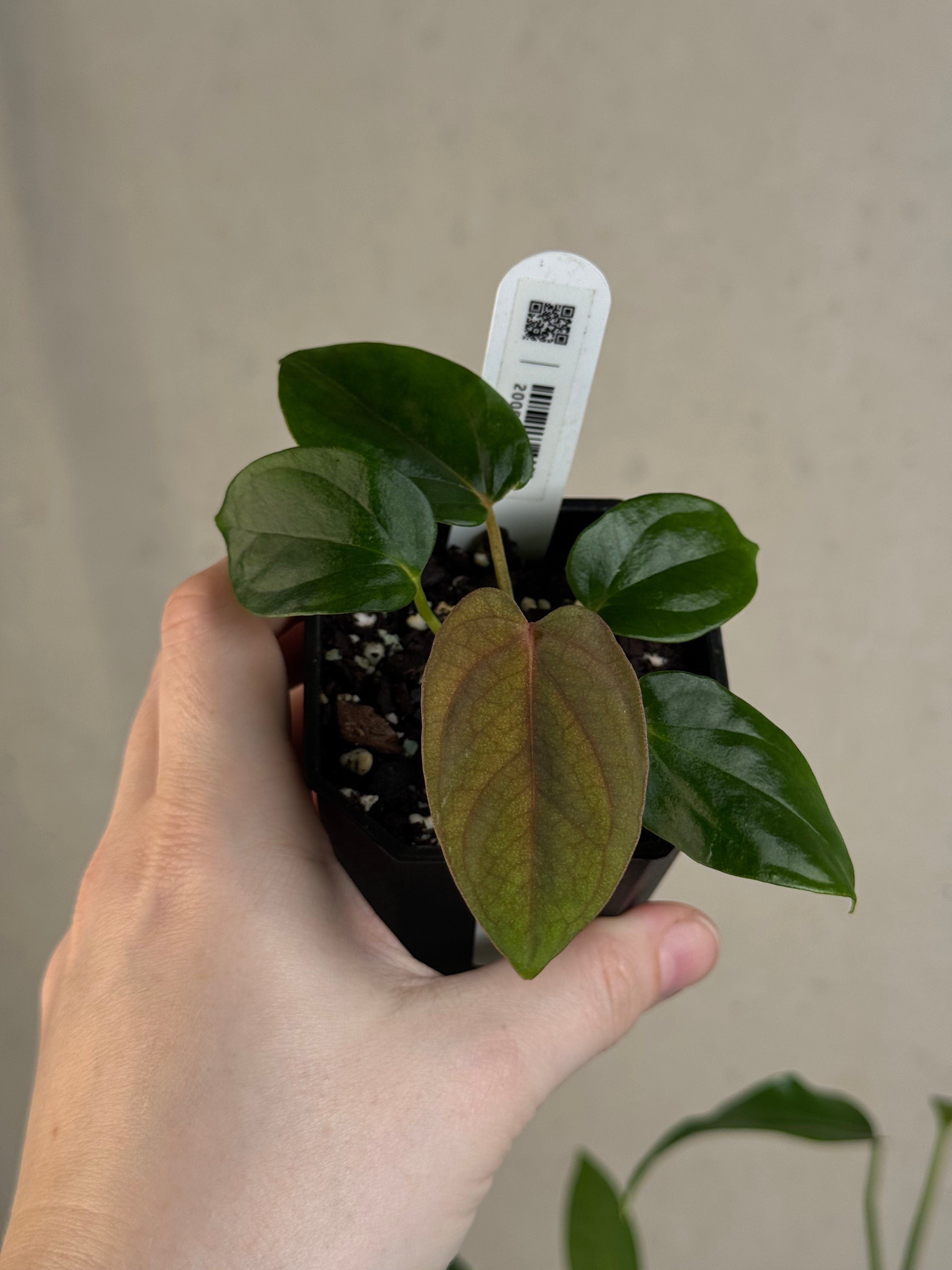 Anthurium 'Supernova' x self