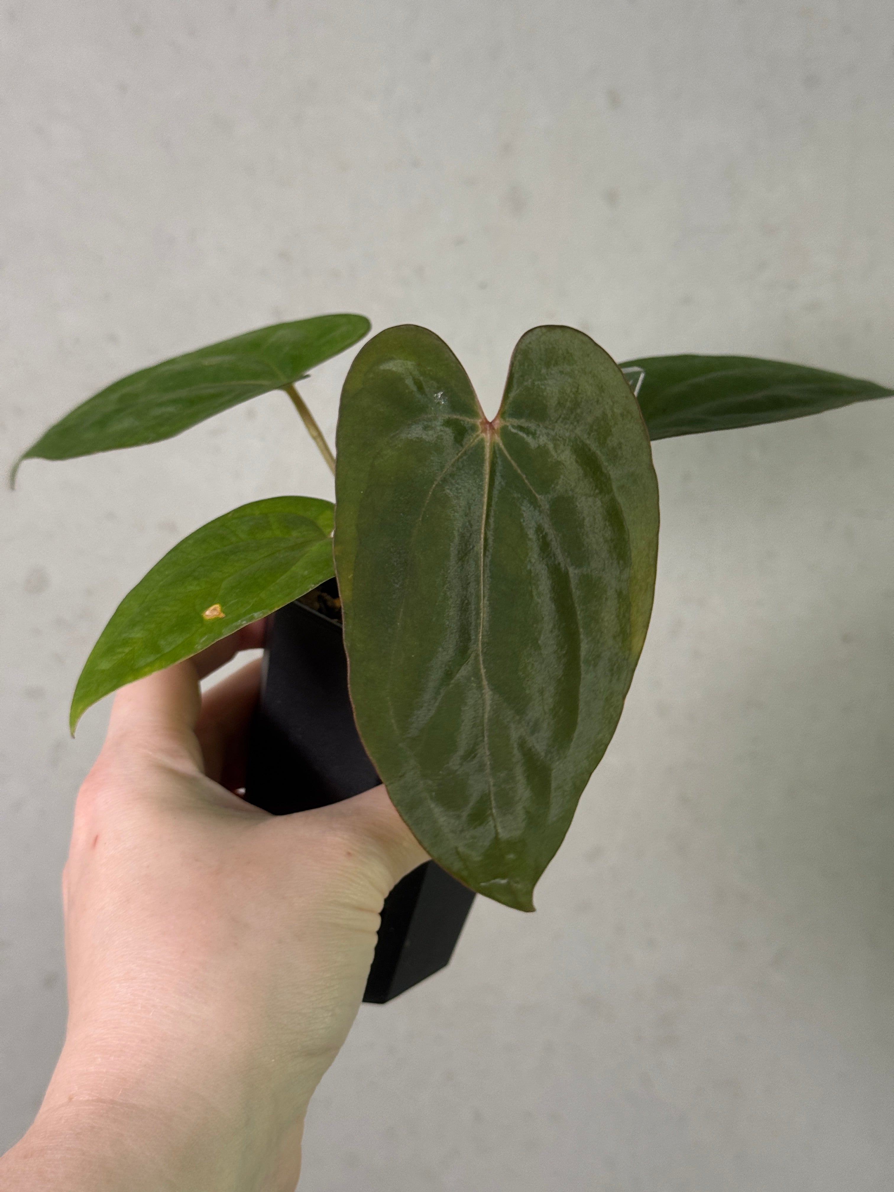 Anthurium (Kunayalense PM7 x Papillilaminum 'Swamp Bunny') x (Dressleri F2 x Carlablackiae 'Amanda') [Value Grade]