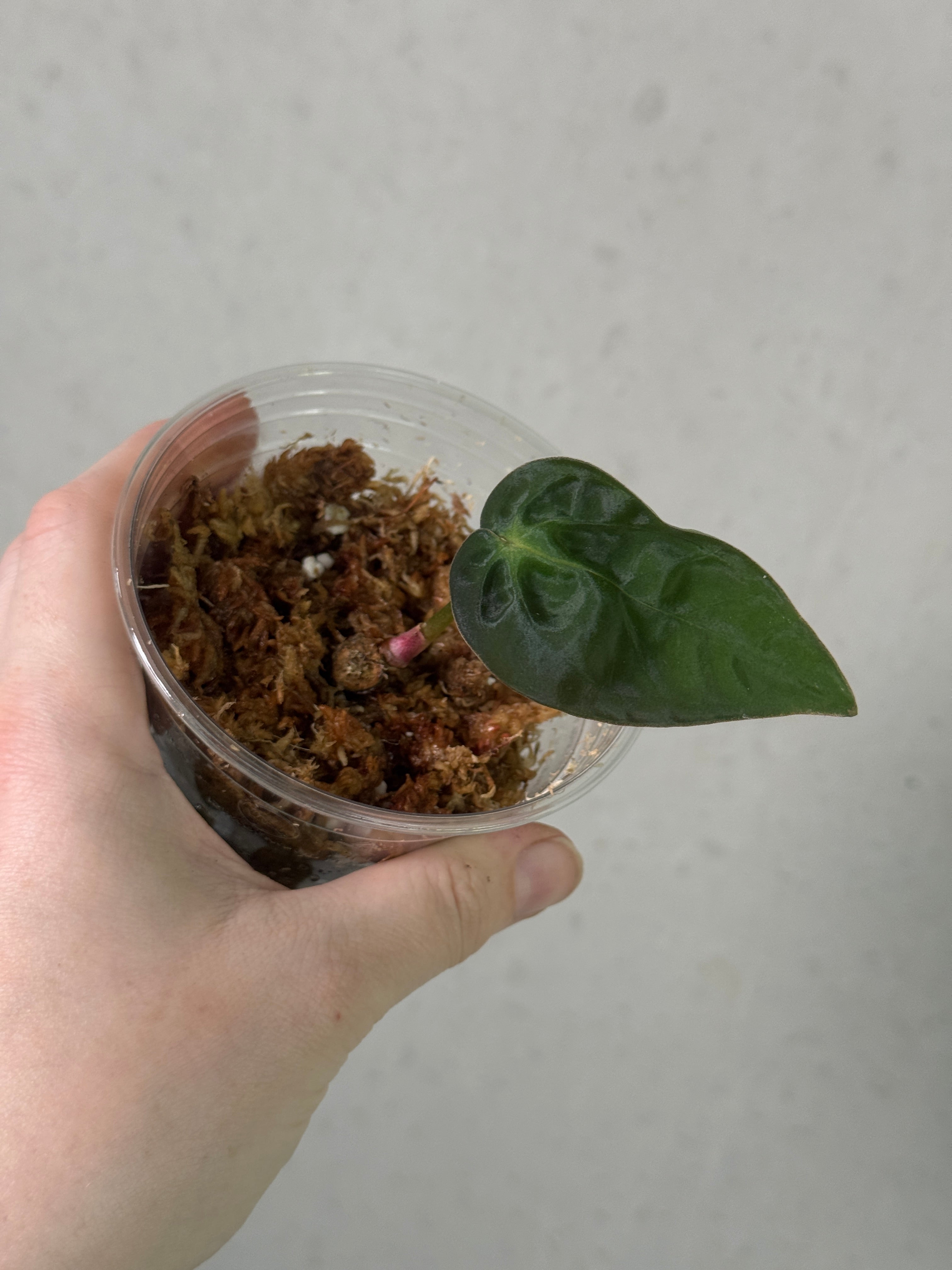Anthurium BVEP 'Blackened Tuna' x RA1 clone plant by Justin Jones, featuring dark, glossy leaves and healthy foliage.
