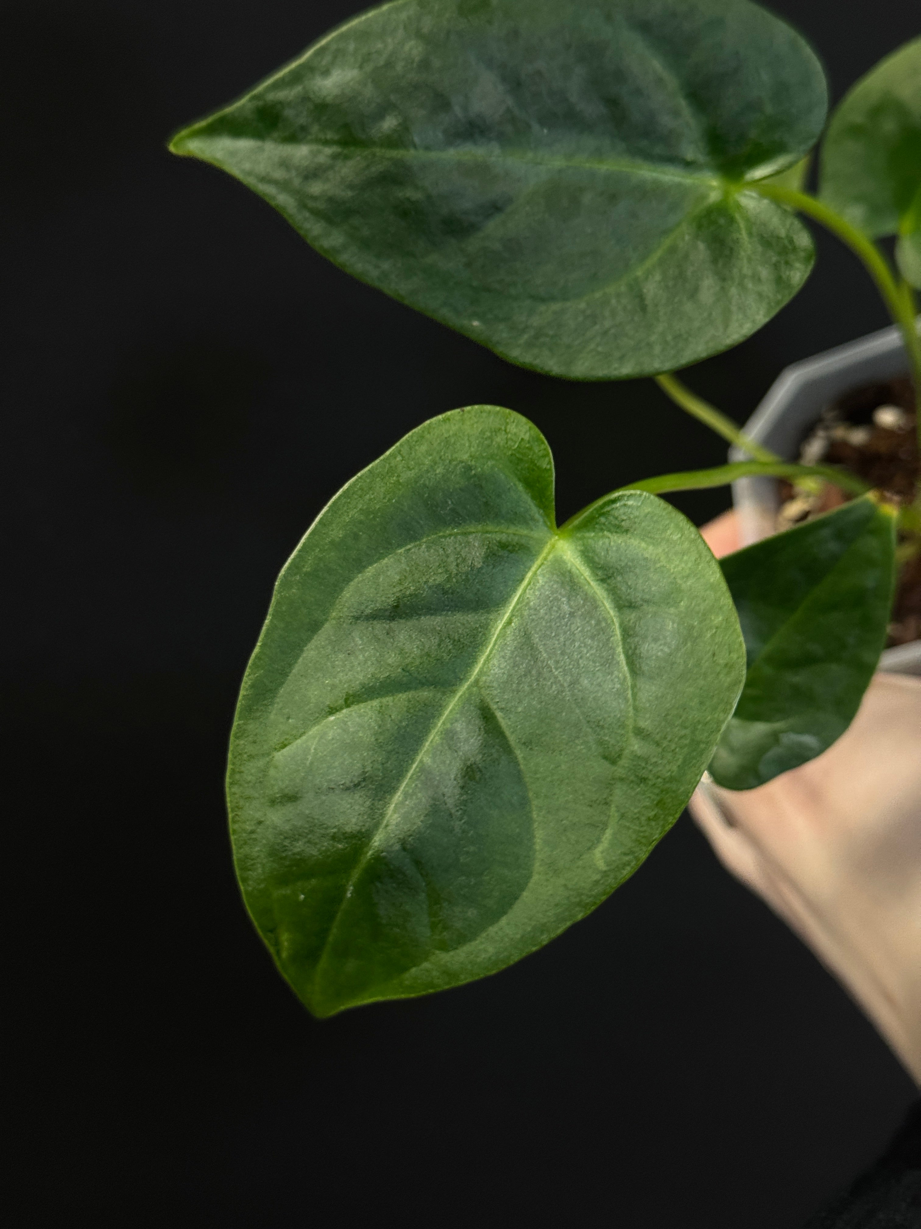 Anthurium Veitchii x Forgetii Silver (or Radicans)