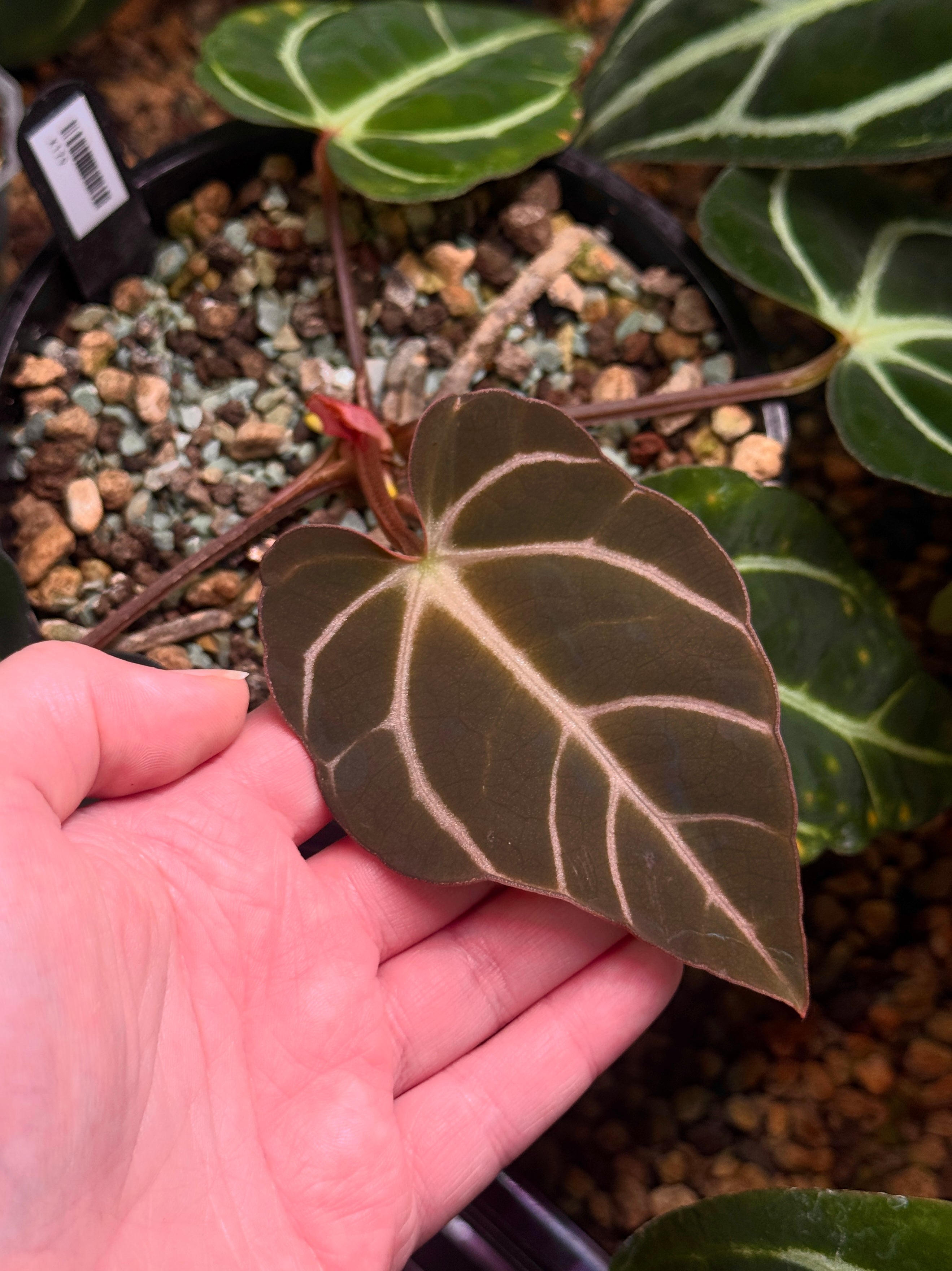 Private Collection NFS Anthurium Carlablackiae plant with dark, glossy leaves and vibrant spathes in a lush indoor setting.