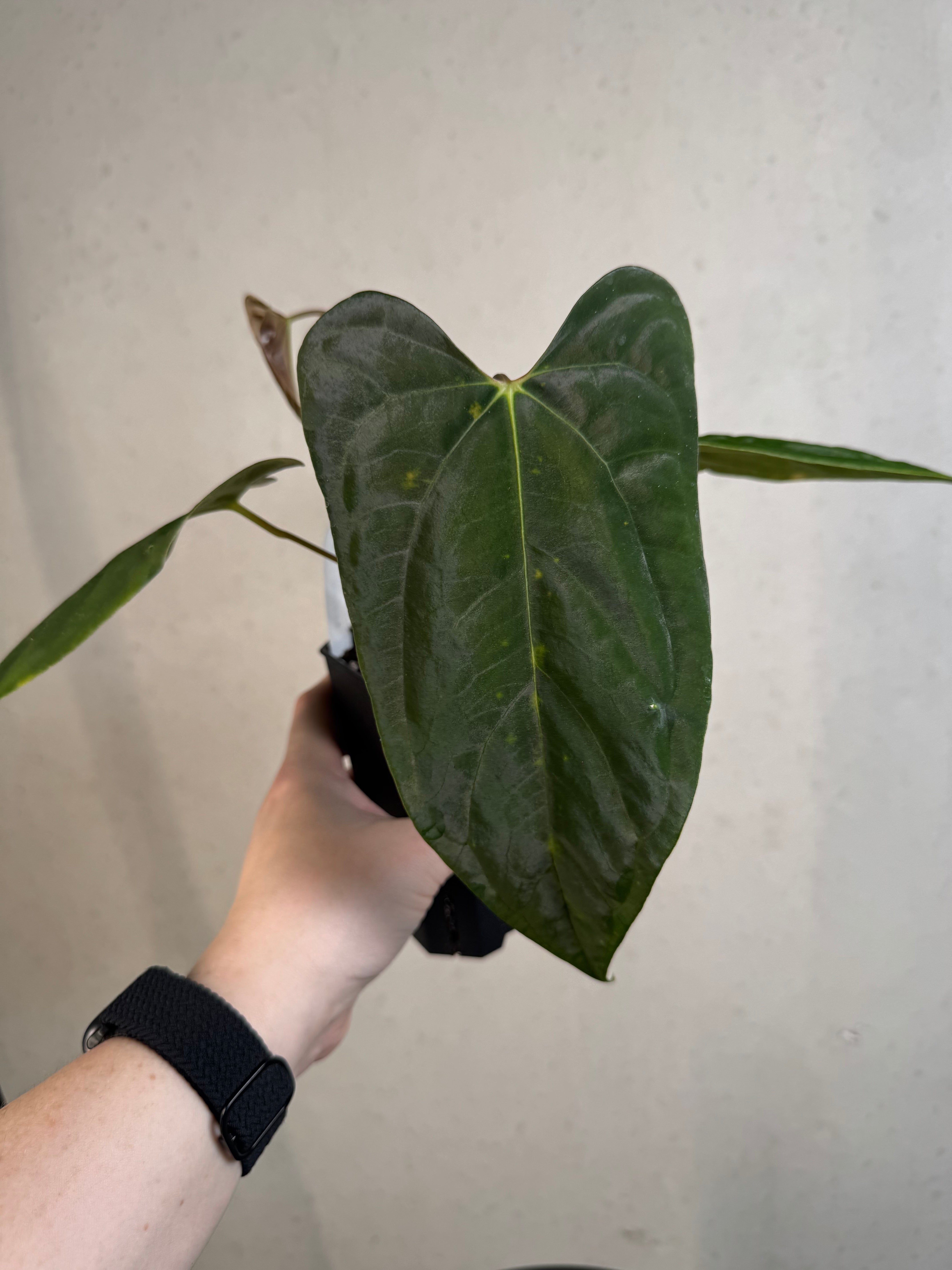 Anthurium (Fort Sherman x Ralph Lynam) x (Ralph Lynam x Fort Sherman) - Sad Plant