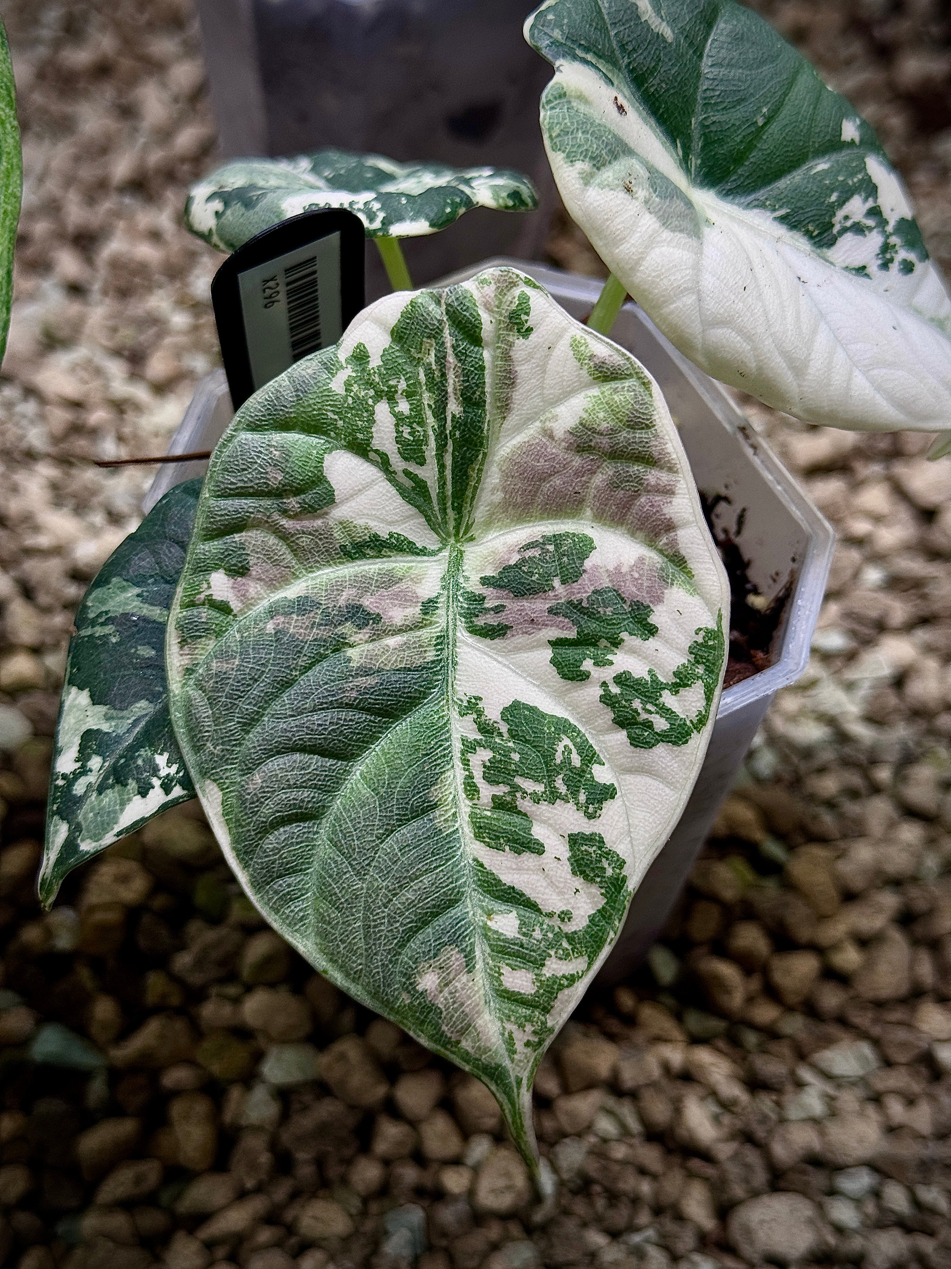 NFS: Alocasia Maharani Albo - Rare Finds for Refined Collections