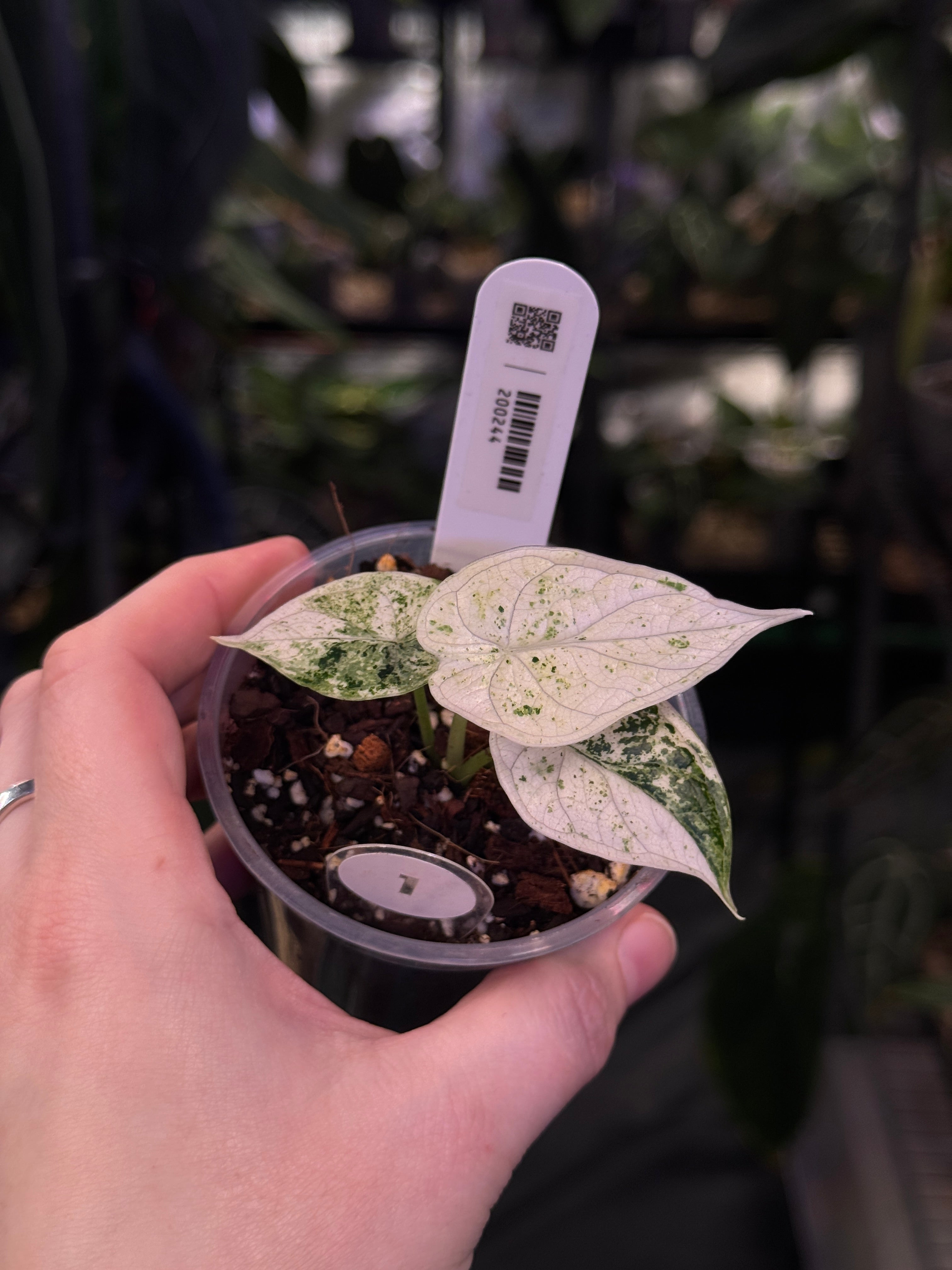 Alocasia Dragon Scale Variegata