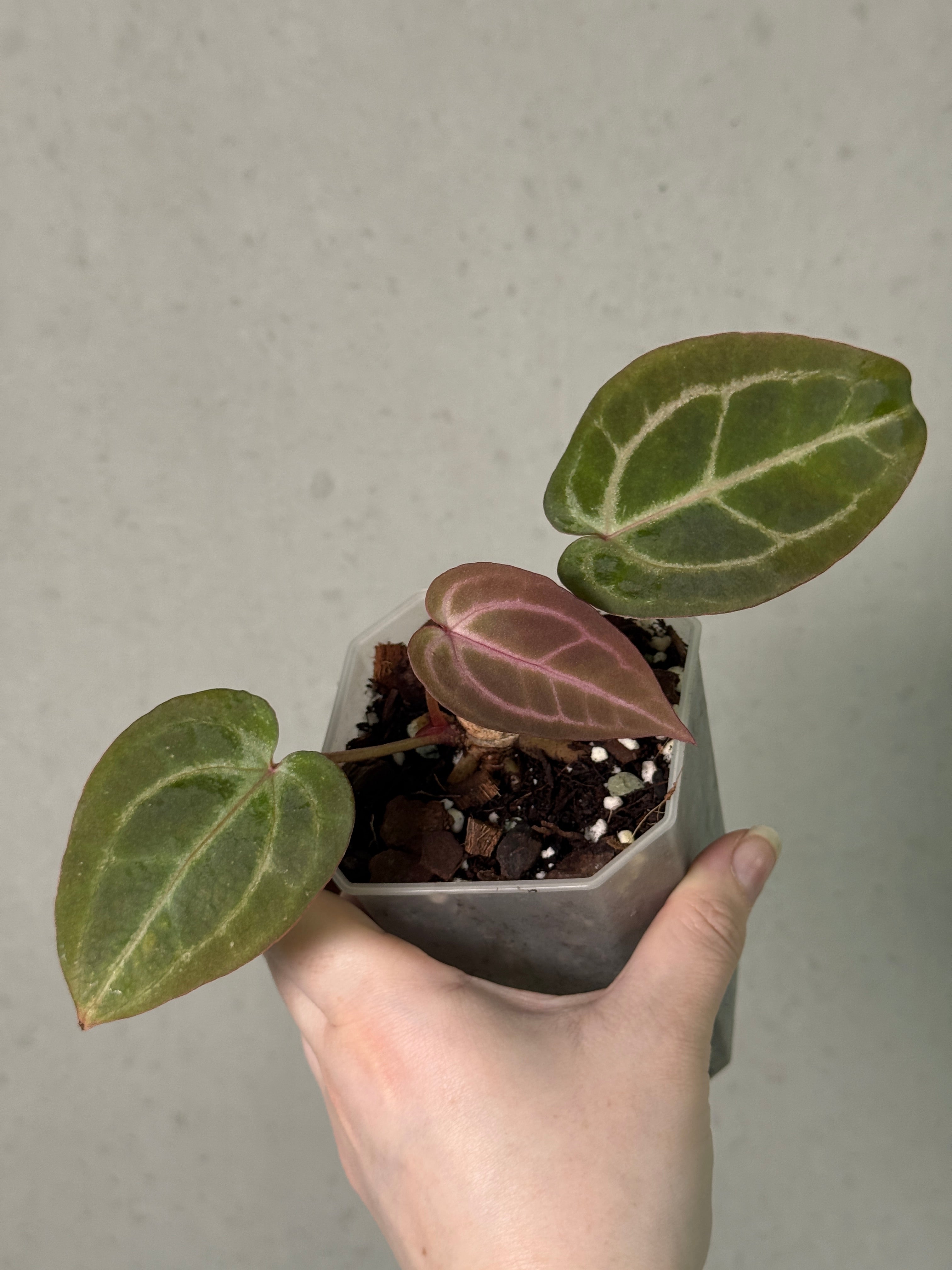 Anthurium Home, Sweet Home '32' x Red Velvet Cake '24' - Clone