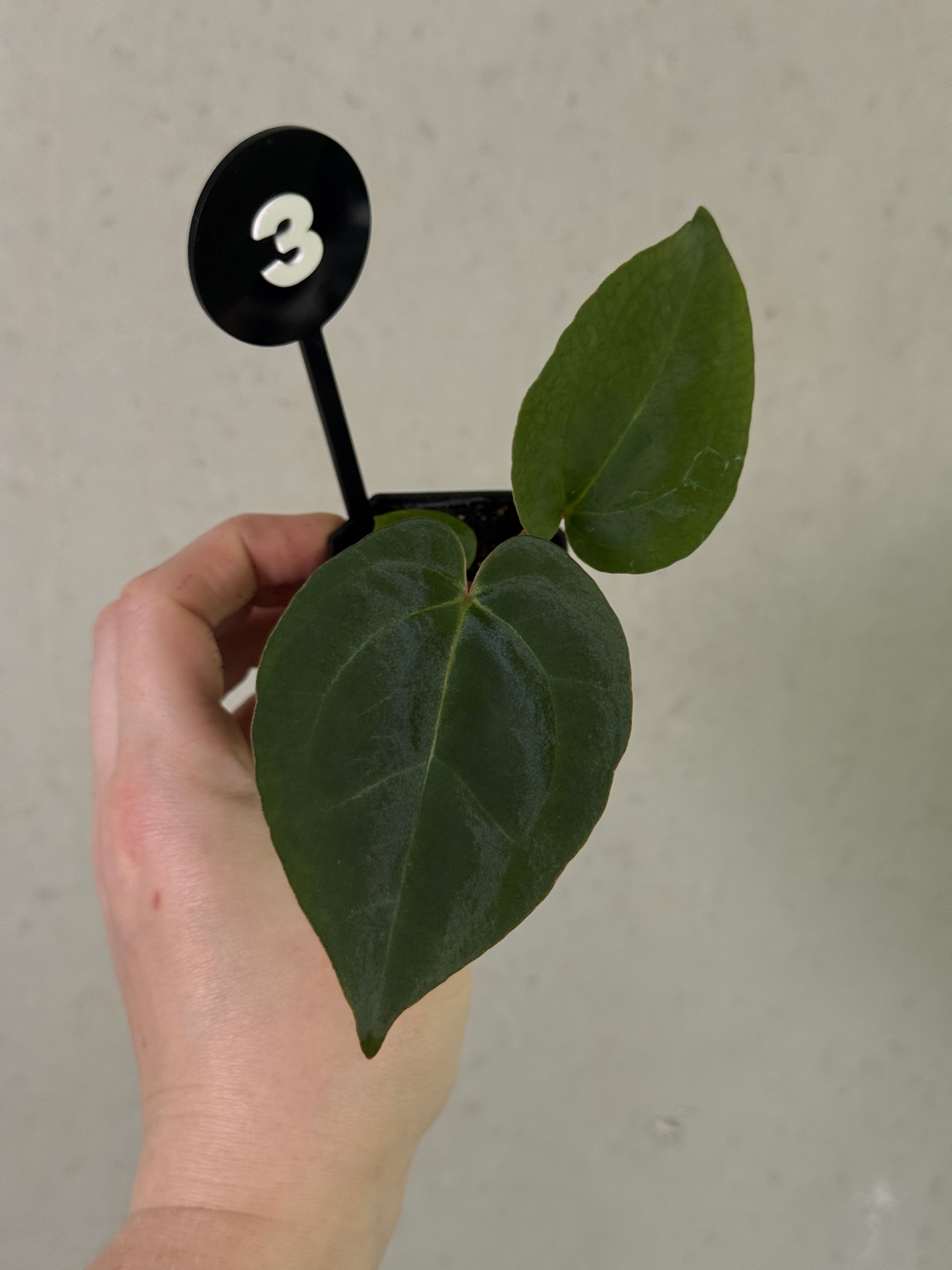 Anthurium Michelle x (?) / RVDP
