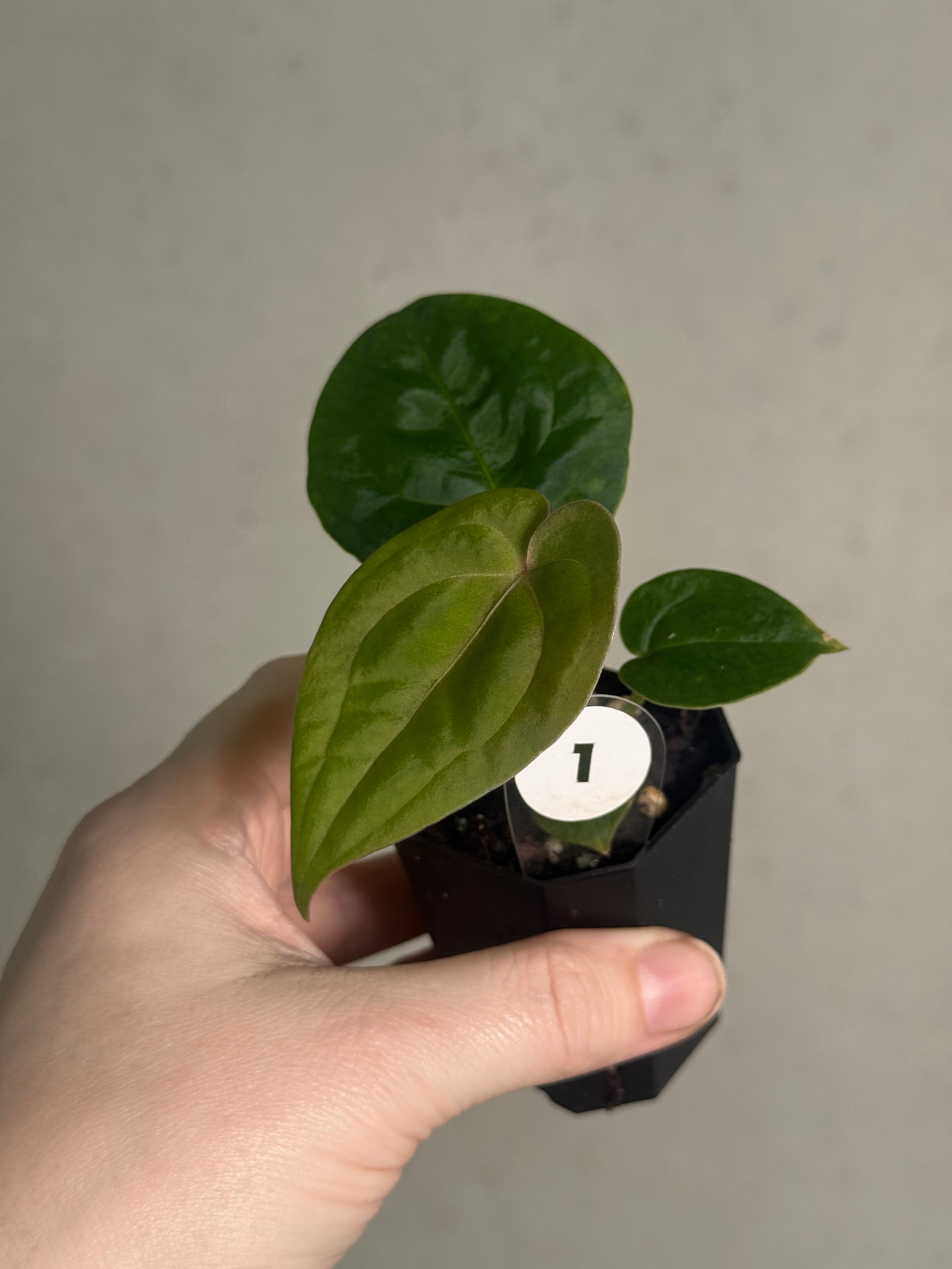 Anthurium Papillilaminum 'Guna Yala' x (Zara x Michelle) - SMUKHI